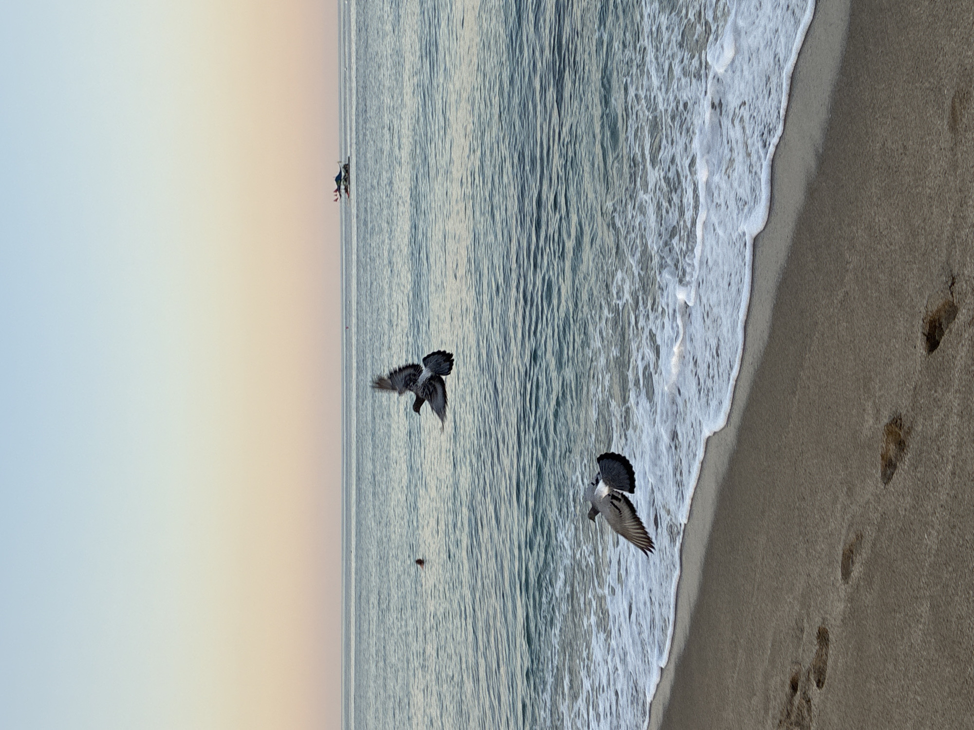 Two pigeons are captured in mid-flight over the gentle waves of the Mediterranean Sea at a beach in Alanya, Turkey. The larger pigeon, with its wings spread wide, is positioned in the upper-middle section of the frame, its dark grey and white plumage contrasting with the blue water. Below and to the left, a second pigeon flies with its wings angled, its tail feathers fanned out. The shoreline, composed of light brown sand, shows a few footprints leading towards the water. The sea itself is a deep blue, with white foam from the breaking waves creating a textured line along the beach. In the distance, a small boat with a blue and green canopy sails on the horizon. A single, indistinct figure can be seen swimming in the sea, further out from the shore. The sky above is a soft gradient of pale blue to a warm peachy hue, indicating either sunrise or sunset. The overall scene is serene and tranquil, showcasing a natural moment at the coast of Alanya.
