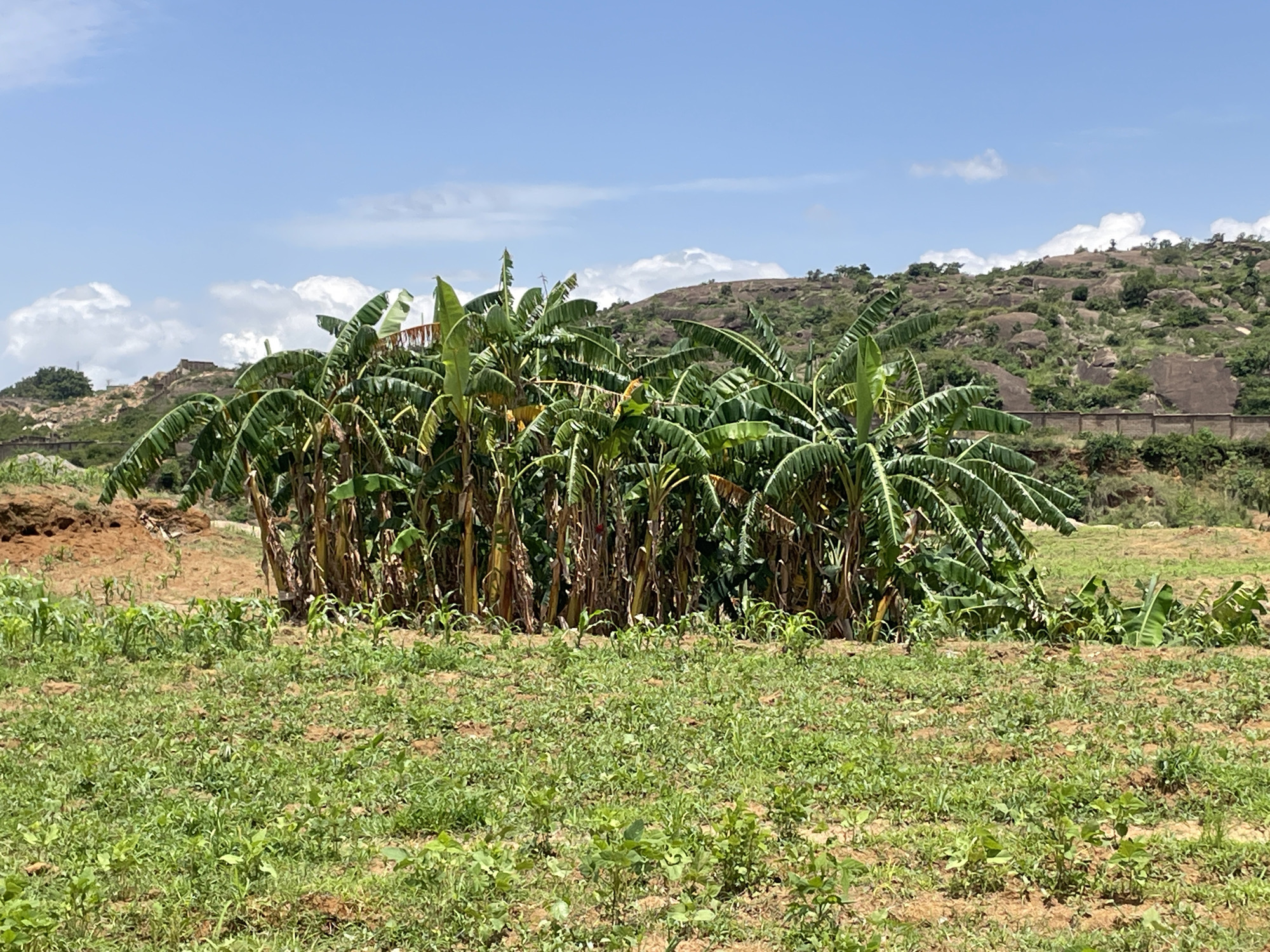 A cluster of banana trees is visible in the foreground of an outdoor landscape. The trees are tall and leafy, with large green fronds. Behind the banana trees, a grassy field stretches out, dotted with small green plants. In the background, a rocky hill rises, covered in sparse vegetation. A stone wall runs horizontally across the mid-ground, separating the field from the hill. The sky above is a clear blue, with a few scattered white clouds. The lighting suggests a daytime scene.