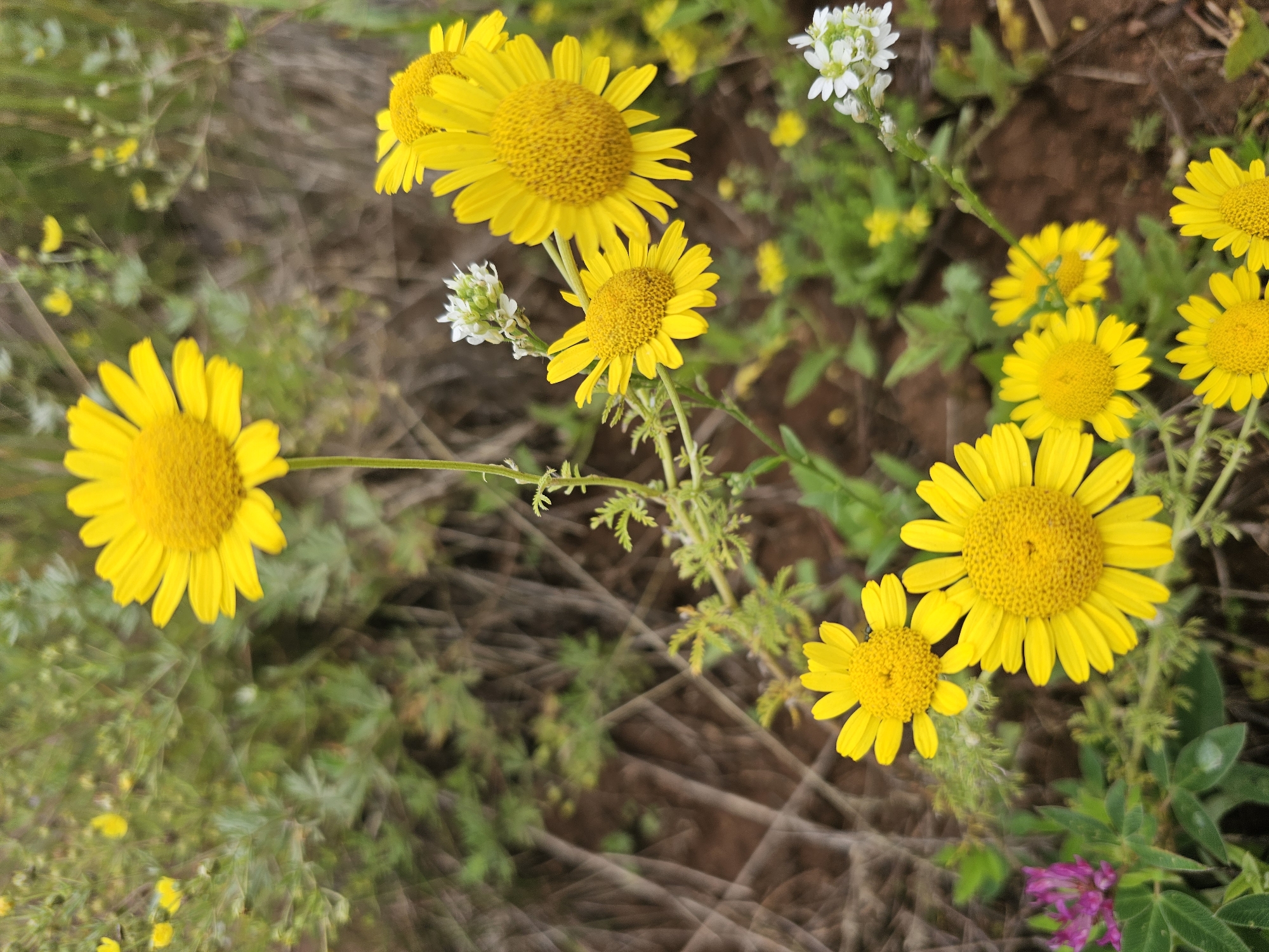 The image shows a close-up of a patch of wild yellow flowers with daisy-like petals and fuzzy yellow centers. Several of these yellow flowers are visible, some in focus and others blurred in the background. In the lower left corner, a single purple clover flower is also present. The flowers are growing in a natural environment with green foliage and brown earth visible. There is no indication of the city of Kalinovka, Russia, or any people in the image.