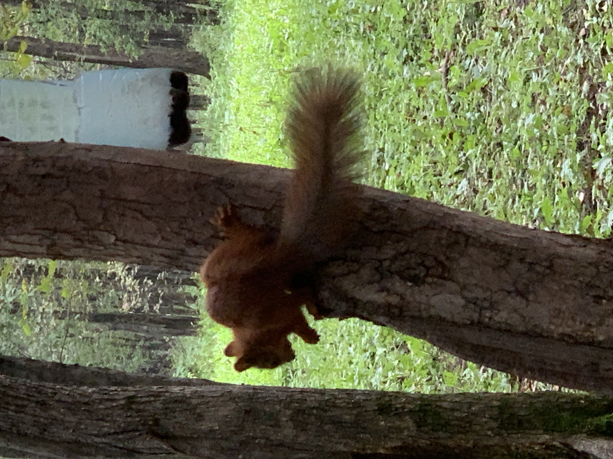 An orange squirrel is perched on the side of a tree trunk in a wooded area, its body angled towards the left. The squirrel's bushy tail extends horizontally to the right. In the background, a bird feeder hangs from a tree. The ground is covered with green grass and fallen leaves. The image was taken in the city of Prokopyevsk, Russia.
