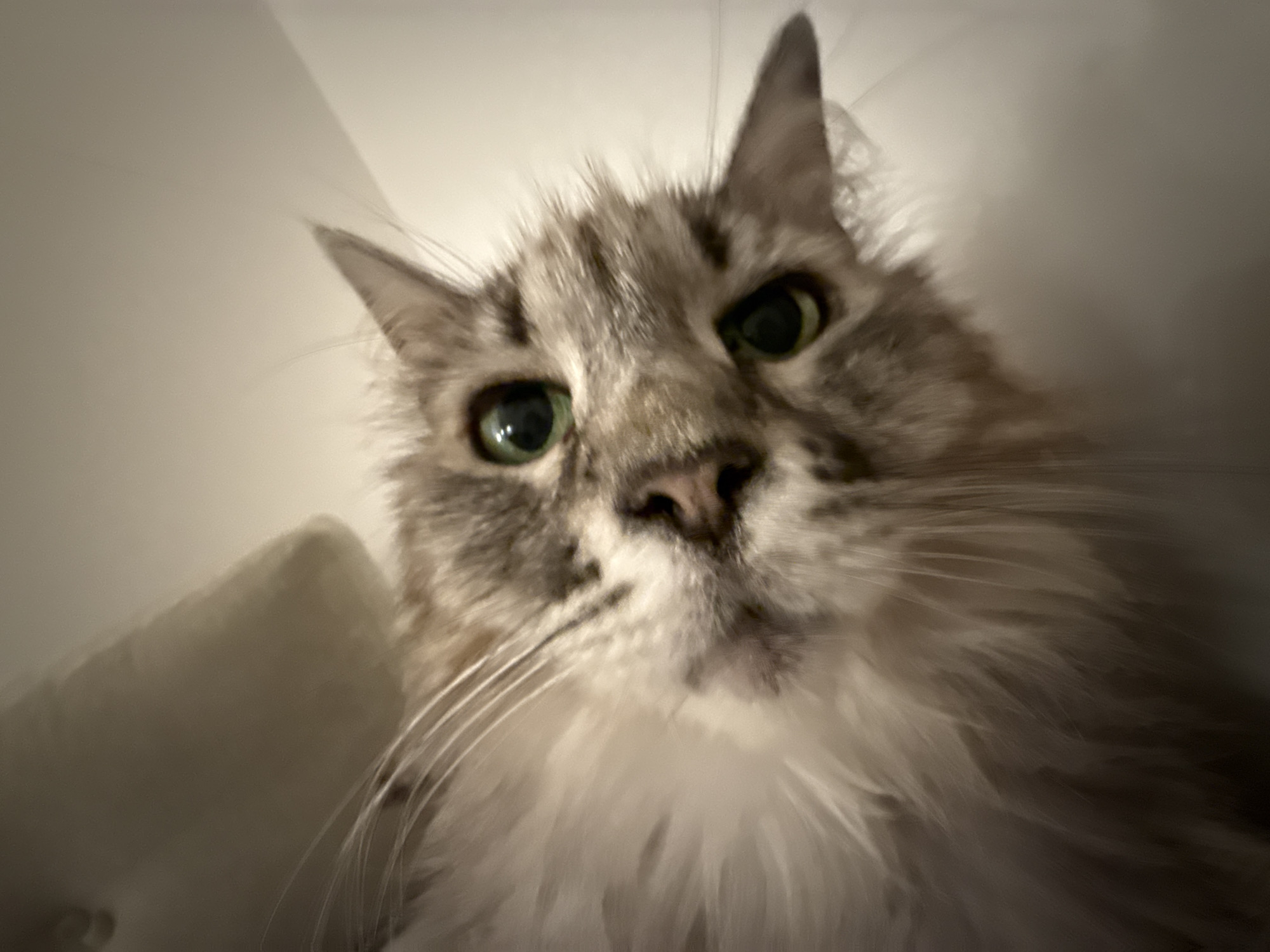 A close-up, low-angle portrait captures a domestic cat looking directly at the viewer. The cat's head and upper body fill the frame, with its large, piercing emerald green eyes prominently featured. Its fur is a mix of light grey and brown tabby patterns on the forehead and ears, blending into a fluffy white mane around its neck and chest. Long, delicate whiskers extend from its muzzle. The cat's nose and mouth are also visible in sharp focus. The background is a soft, light, and indistinct blur, suggesting an indoor setting with diffused lighting. The low perspective creates an intimate and slightly imposing view of the feline, conveying a sense of curiosity and direct engagement. There is no visible text or other objects.
