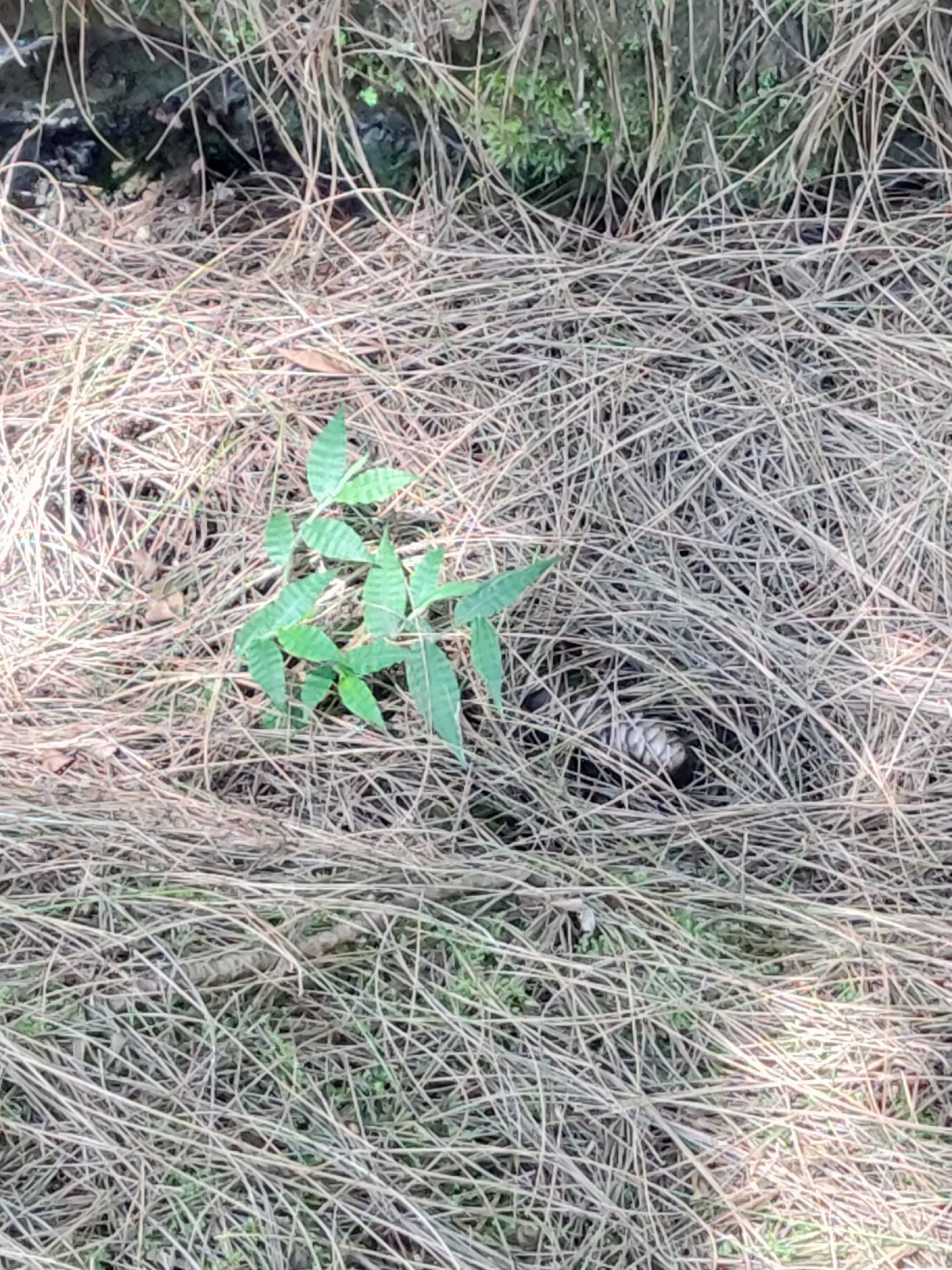 In a natural setting, the ground is covered with dry pine needles and some patches of green vegetation. In the center-left of the image, a small green plant with compound leaves is visible. To the right of the plant, partially obscured by the pine needles, is a coiled snake. The snake has a dark head and a patterned body with light and dark scales. The snake appears to be in a defensive or resting posture, with its head raised slightly. The environment suggests a woodland or forest floor.