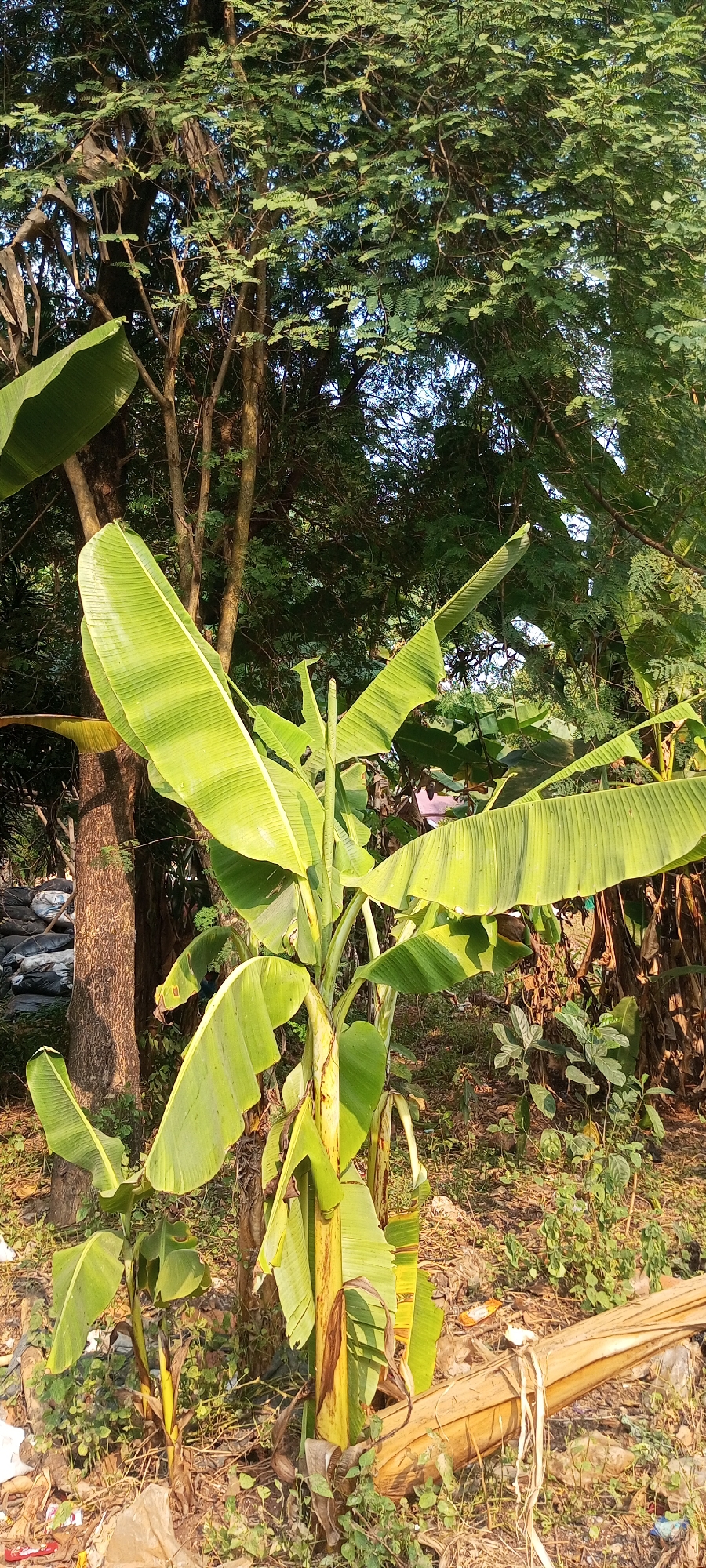 In Taman Rahayu, Indonesia, a young banana plant with large, vibrant green leaves stands prominently in the foreground of an outdoor scene. The plant's pseudostem displays yellowing and browning patches, indicating maturity or potential stress. Surrounding the banana plant is a natural environment with a dirt ground covered in dry leaves, small green plants, and some scattered debris, including plastic bags and a dried banana stalk. In the background, a large tree with dense foliage and several smaller trees create a shaded backdrop, suggesting a natural or semi-natural setting within the city. The lighting suggests it is daytime, with sunlight filtering through the trees.