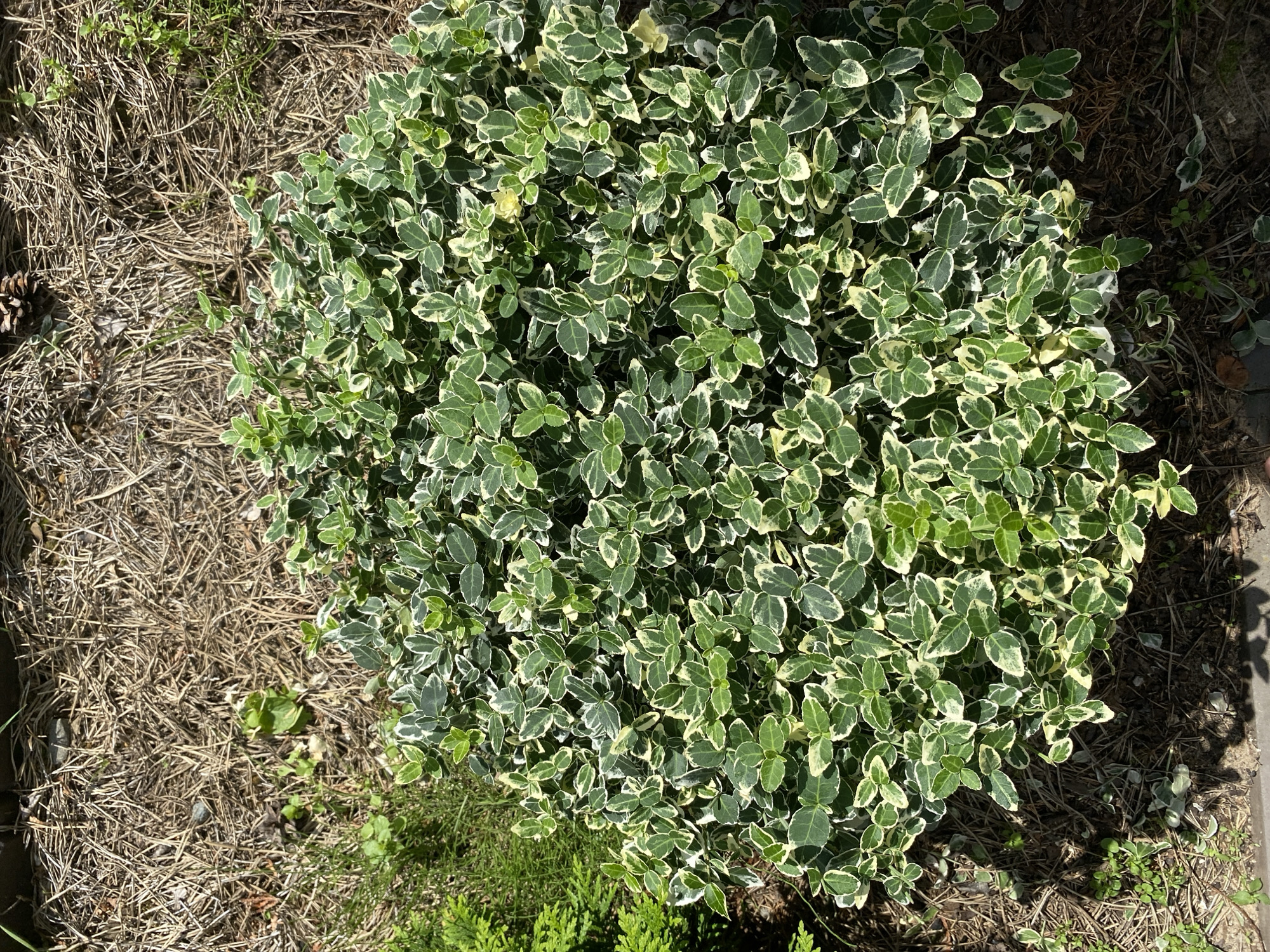 The image shows a dense, low-lying shrub with variegated green and white leaves, likely in a garden setting. The ground around the shrub is covered with dry pine needles and some sparse green vegetation. A pinecone is visible in the upper right corner. The lighting suggests it is daytime, with shadows cast on the ground, indicating sunlight. The location of Зимородок Днп, Russia is not discernible from the visual information provided in the image.