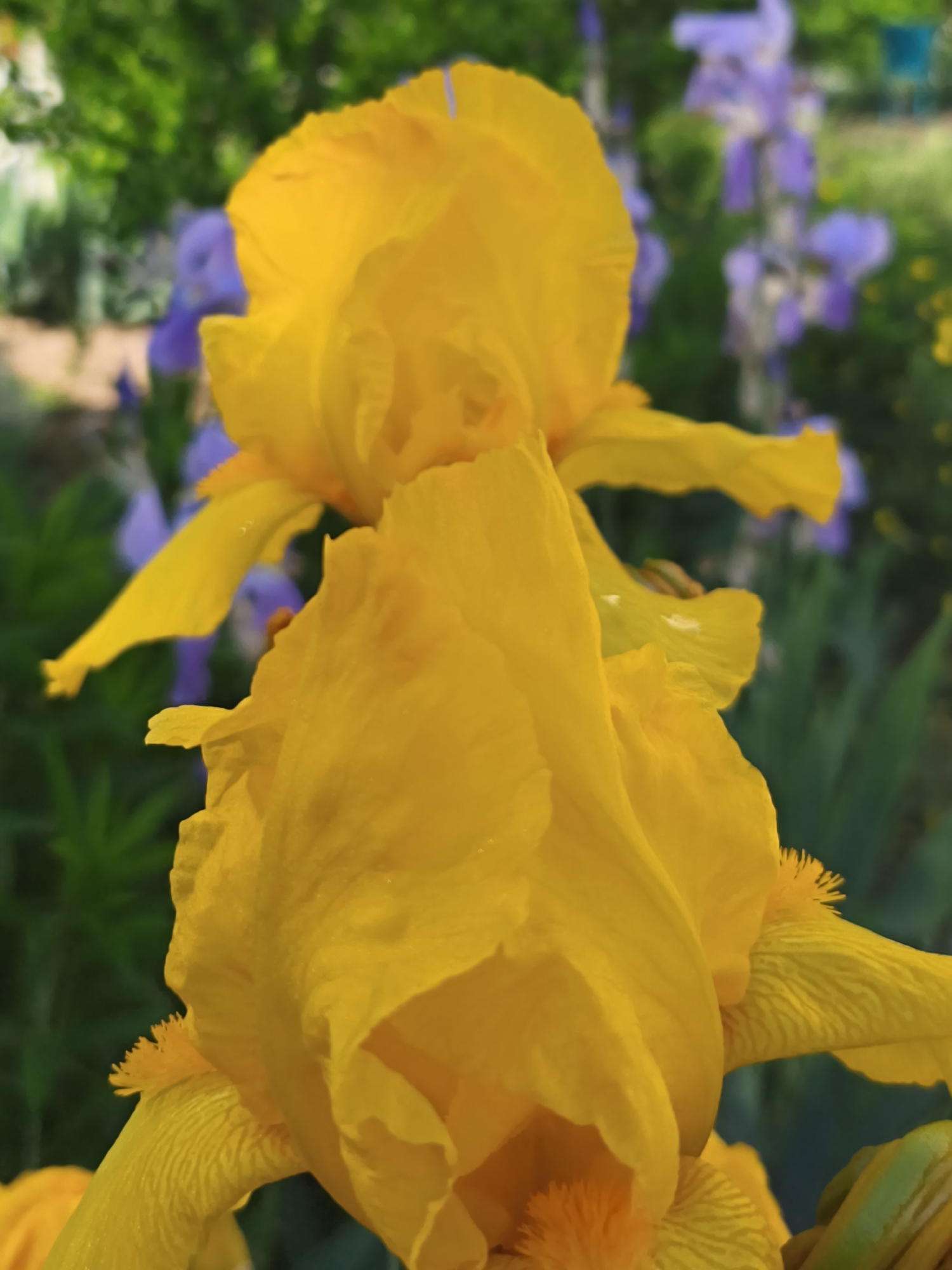 A close-up shot focuses on two fully bloomed, bright yellow irises. In the background, out of focus, are other irises in shades of purple and green foliage. The flowers appear to be located outdoors in a garden. There is no information in the image to determine that the location is in Sevastopol, Ukraine.