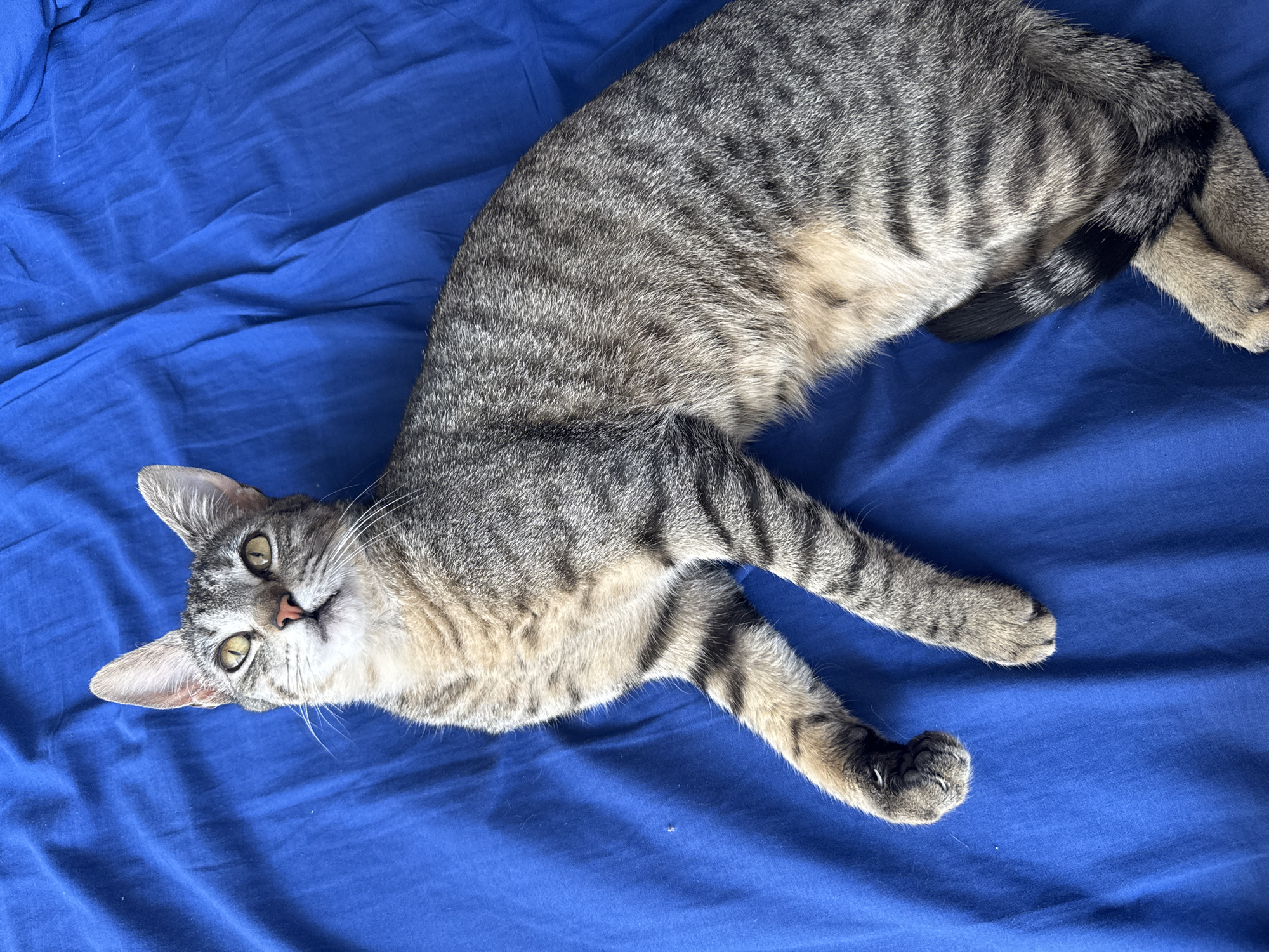 A grey tabby cat lies on a royal blue fabric surface. The cat is positioned diagonally across the frame, with its head near the lower left corner and its tail towards the upper right. The cat's eyes are open, and it appears to be looking towards the viewer. The location is not provided in the image, or the crops, so no location can be identified in the city of Puebla, Mexico.