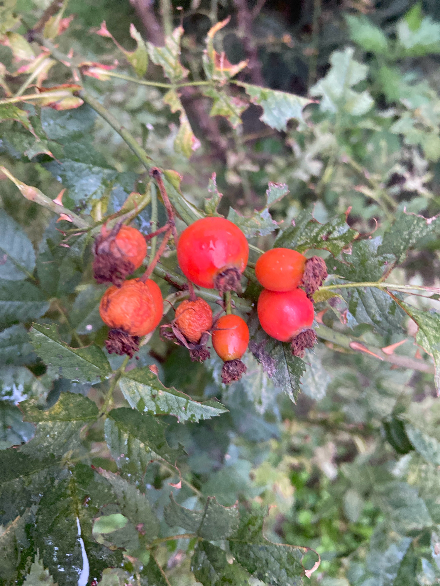 A cluster of rose hips, some bright red and others a duller orange, are visible on a thorny branch with green leaves. Some leaves are damaged. The rose hips are a mix of ripe and possibly overripe, with some showing dried sepals at their bases. The background is blurred green foliage. The image was taken in Balashikha, Russia.
