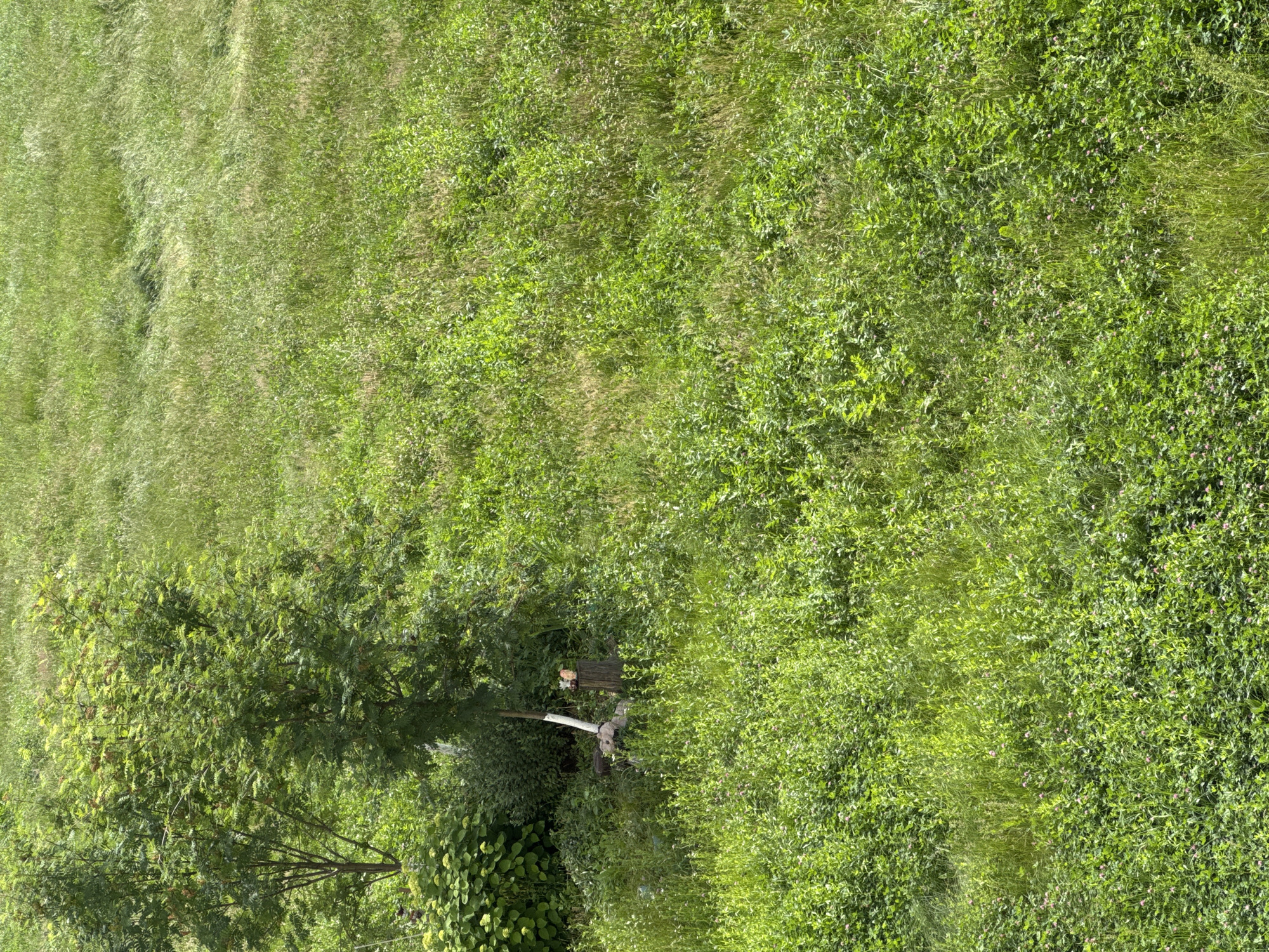 The image depicts an outdoor scene with abundant green vegetation, primarily grass and trees, in a natural or semi-natural setting. In the lower left quadrant, a tree with thin branches and sparse leaves stands beside a bush with large, light green leaves. A small wooden stump with white paint on its upper portion is visible in the center of the image, with two small decorative figures, possibly resembling animals, placed on top of it. The rest of the image is filled with dense, varied green foliage, including tall grasses and smaller leafy plants, with a few very small pink blossoms interspersed. The lighting suggests a daytime setting, with bright, even illumination across the scene. The location in Яромінскі сельскі Савет, Belarus, indicates a rural or suburban area with significant green spaces. There are no people or animals actively engaged in any activity.
