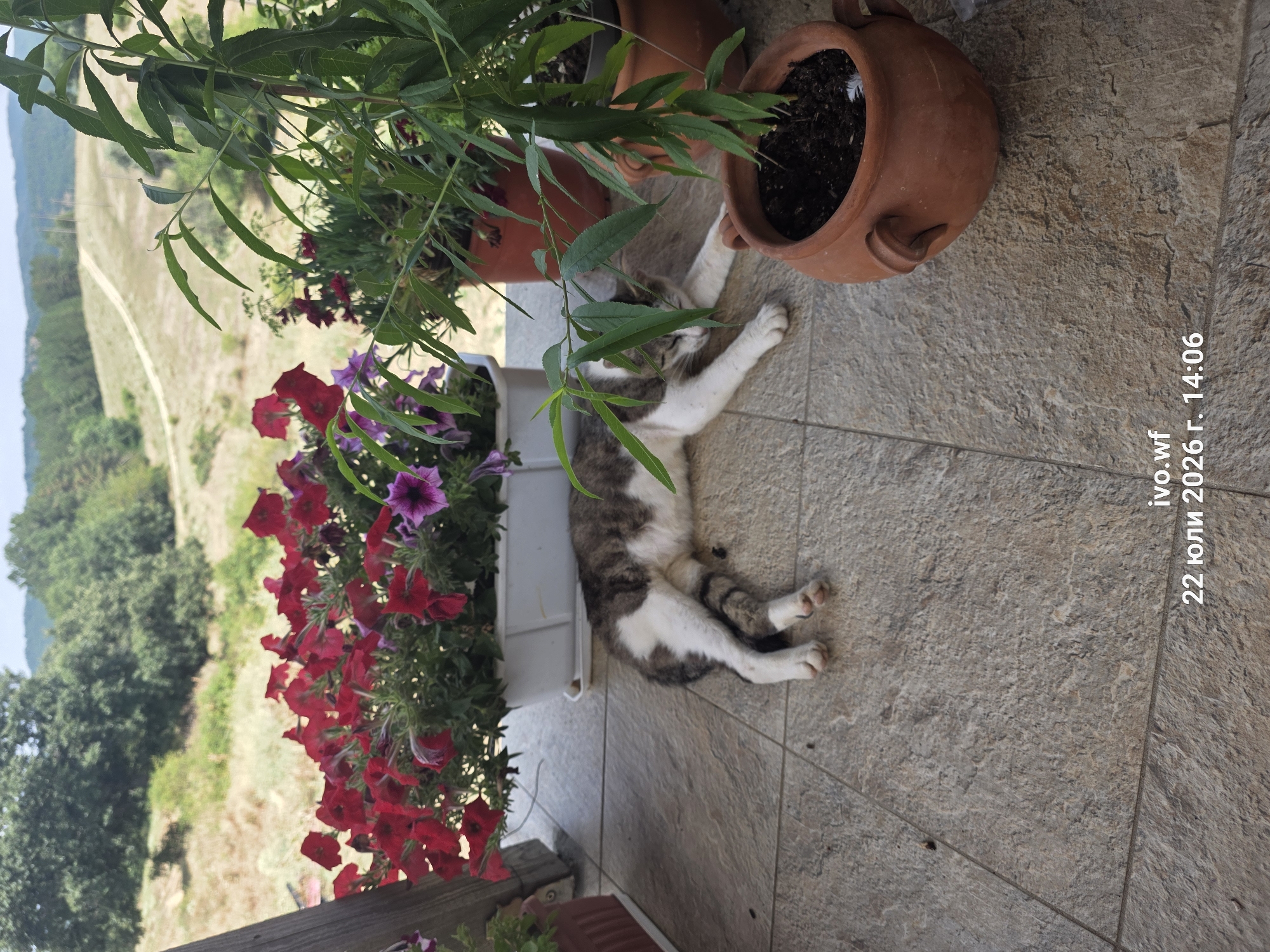 A tabby and white cat is asleep on a tiled patio. The cat is lying on its side with its legs extended. In the background, there are several potted plants, including red petunias and a leafy green plant. Beyond the patio, there is a view of a hilly, green landscape with a dirt road winding through it. The scene is set in Chal, Bulgaria, as indicated by the timestamp "22 юли 2026 г. 14:06", which translates to "July 22, 2026, 14:06".