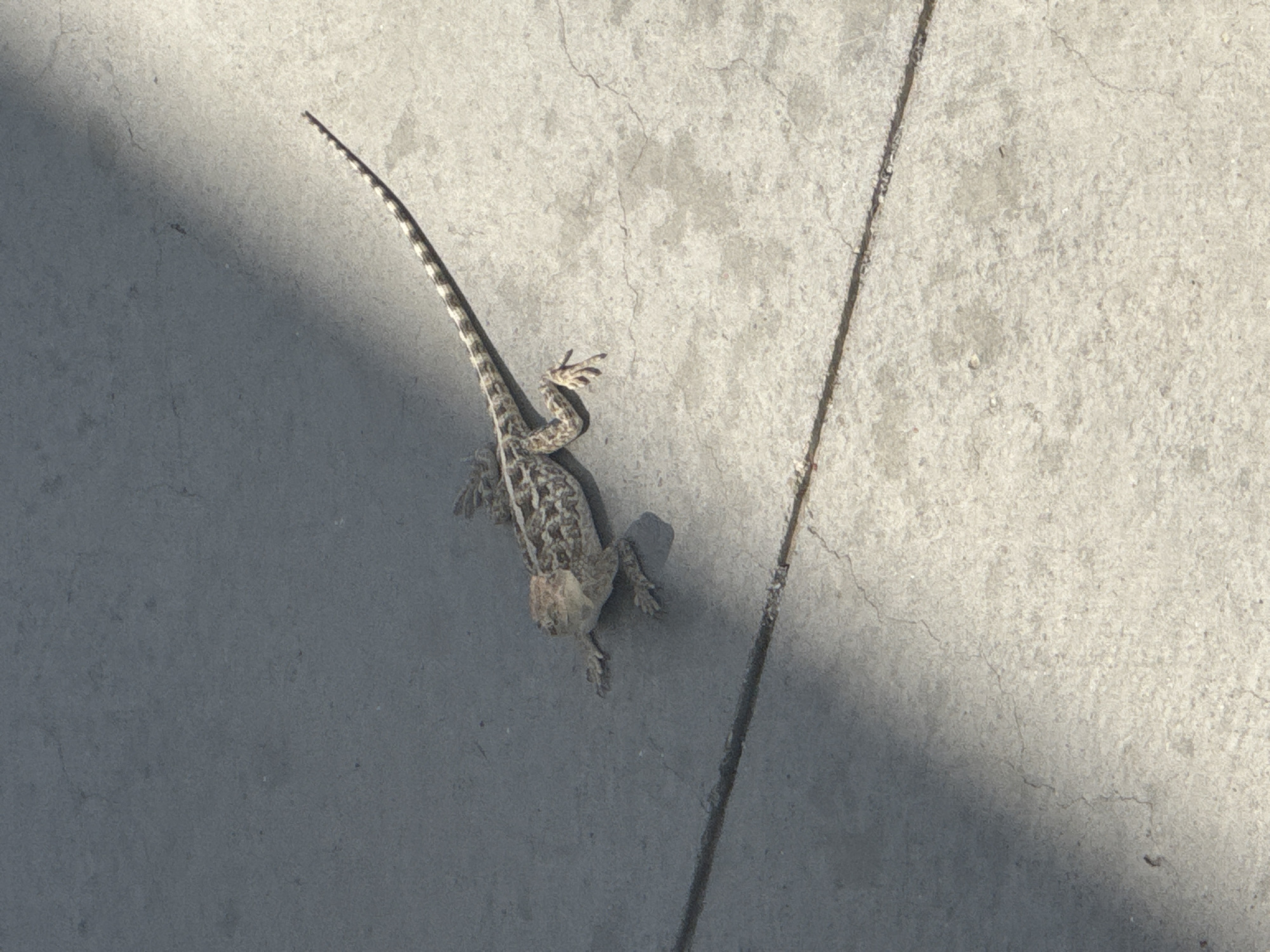 A brown and tan lizard with a long, striped tail is on a grey concrete surface. The lizard is positioned facing left, with its head slightly raised and its front legs extended forward. Its body is patterned with dark brown blotches and lines. The concrete surface appears to be cracked in a few places. Shadows fall across the concrete from the left side of the frame, suggesting an outdoor environment with sunlight. There is a dark, thin line running horizontally across the concrete in the lower half of the image, possibly a crack or a joint. The location is unknown, Uzbekistan.