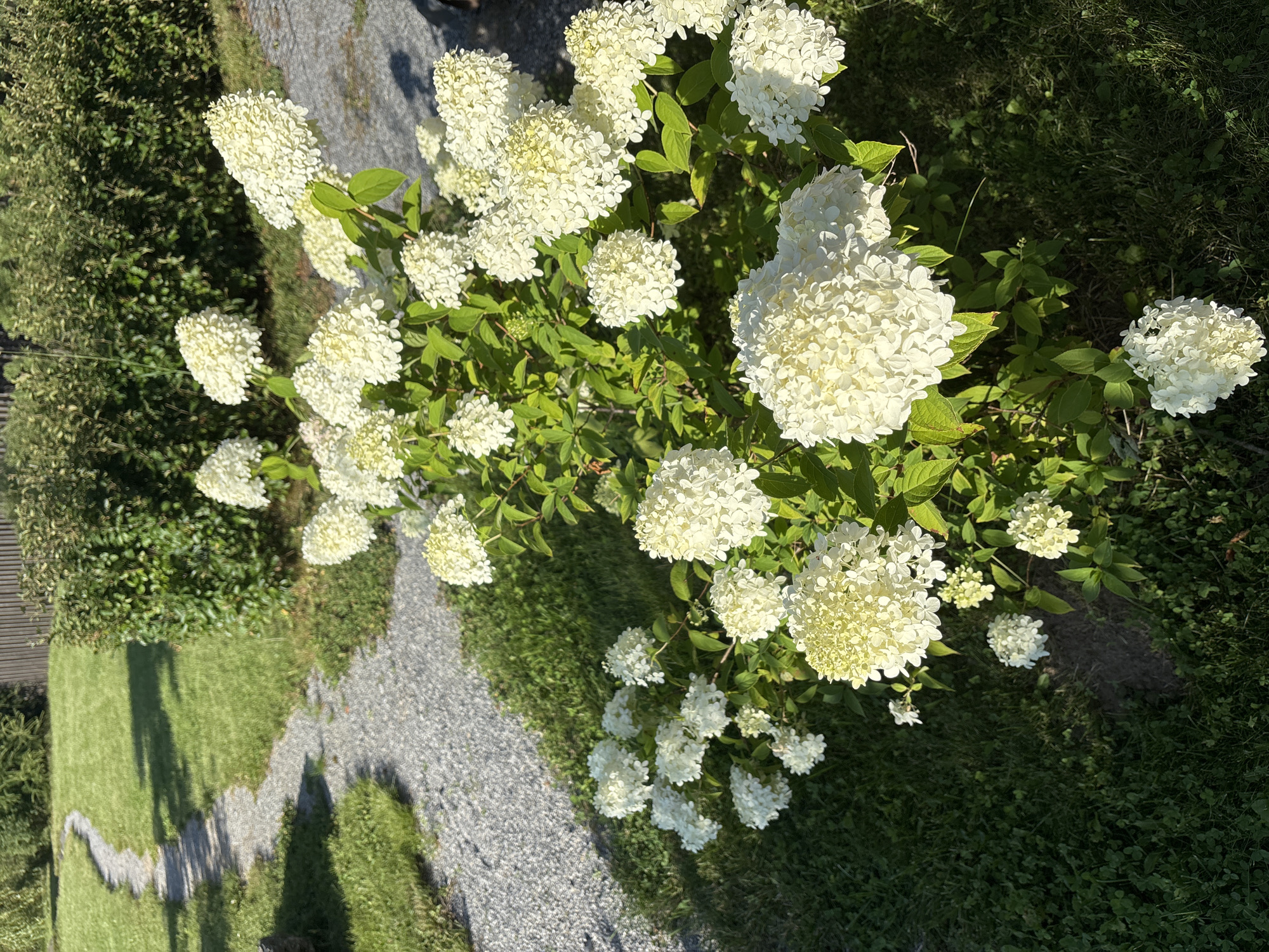 A full outdoor shot captures a vibrant garden scene bathed in sunlight. In the foreground, a large white hydrangea bush is in full bloom, its large, conical flower clusters dominating the frame. To the left, a meandering gravel path cuts through a lush green lawn, leading towards a dense, dark green hedge in the background. Sunlight casts distinct shadows across the grass, indicating a bright, sunny day. The scene appears to be located in a private garden or park setting. No people or animals are visible in the frame. The overall impression is one of a tranquil and well-maintained outdoor space.