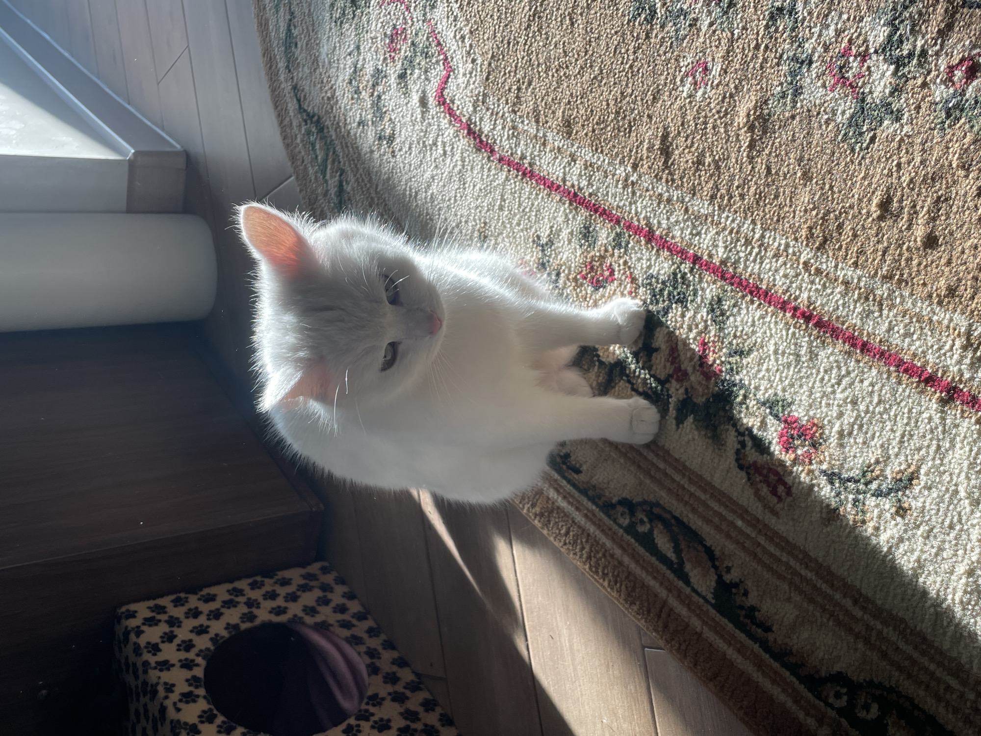 The image presents a high-angle view of a white cat on a rug in a room. The rug has a patterned design with a mix of brown, beige, red, and green colors. The cat is positioned on the right side of the frame, looking down and slightly to the left. The foreground contains a dark brown wooden cabinet with a cat house in its lower-left corner. The cat house features a leopard print exterior with a circular opening. Sunlight is streaming into the room from the right, creating shadows and highlighting the cat. The floor is made of wooden planks. The location is not specified beyond an indoor room. There is no indication of the location being in Ahronomichne, Ukraine.