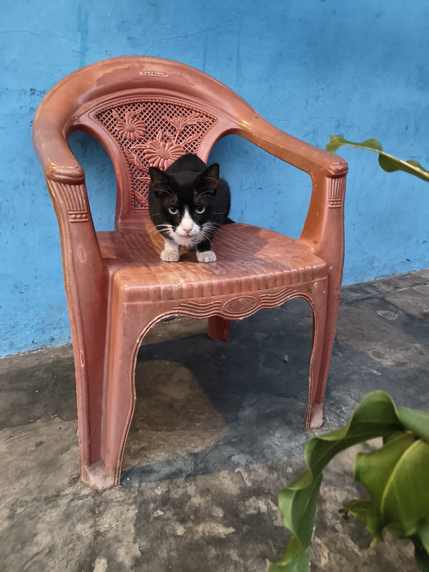 A black and white cat sits on a weathered, brown plastic chair against a bright blue, textured wall. The chair has an ornate design on its backrest and appears to be outdoors, with a concrete ground visible and a blurry green plant in the foreground. The cat is facing forward, with green eyes and white markings on its face and paws. The overall scene suggests a simple, everyday moment captured in a residential outdoor setting. The location is a typical environment found in South Tangerang, Indonesia, where such plastic furniture and outdoor settings are common.