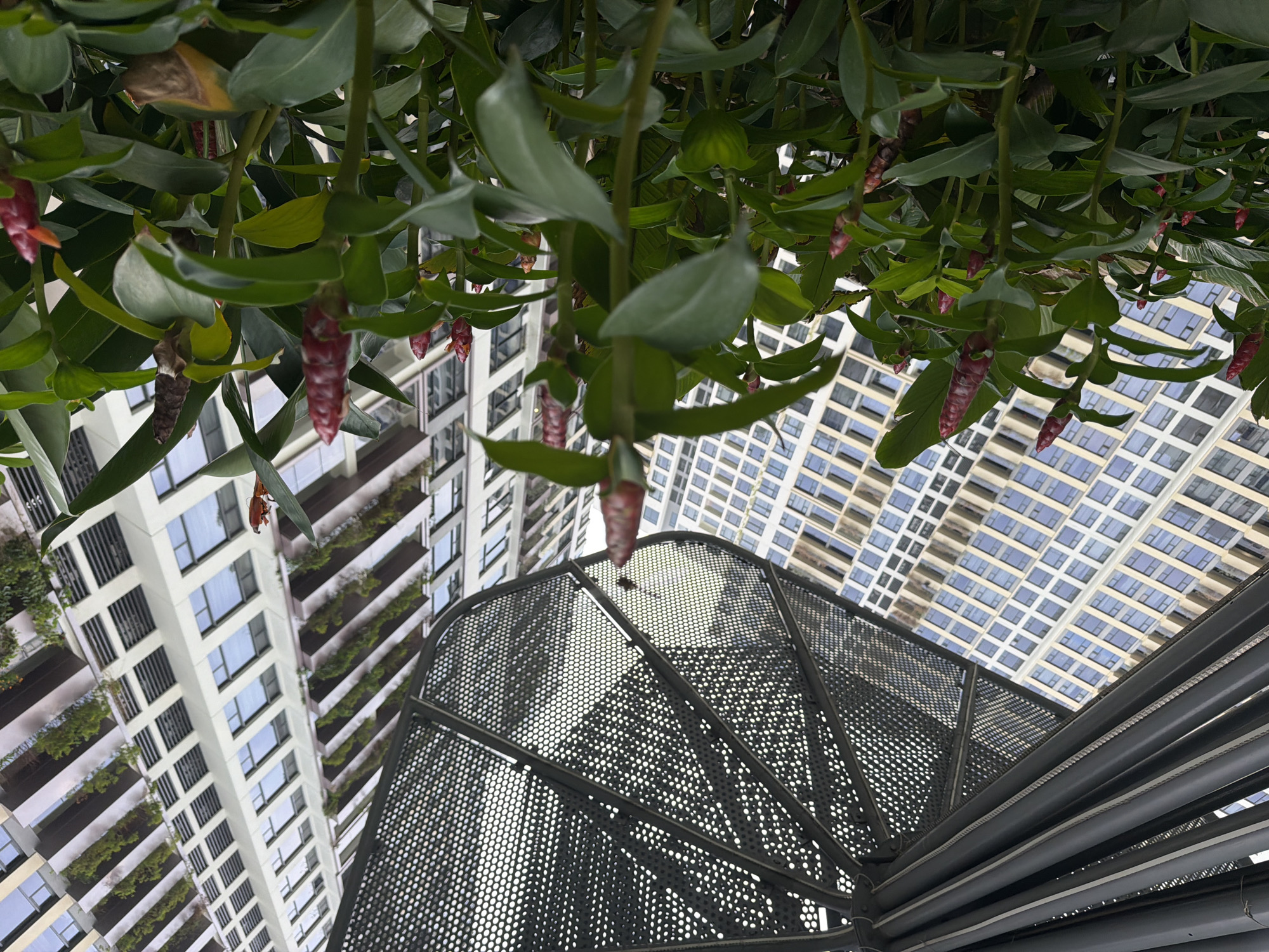 An outdoor, low-angle, eye-level shot captures lush green plants in the foreground, featuring several red cone-shaped flowers. Behind the foliage, a modern, light-colored high-rise building with many windows is visible, its exterior adorned with green balconies on each floor. To the left, a portion of a dark, metallic, perforated structure is present, creating a sense of an urban canopy. The sky is not visible, and the lighting suggests it is daytime. The location is Unknown, Unknown.