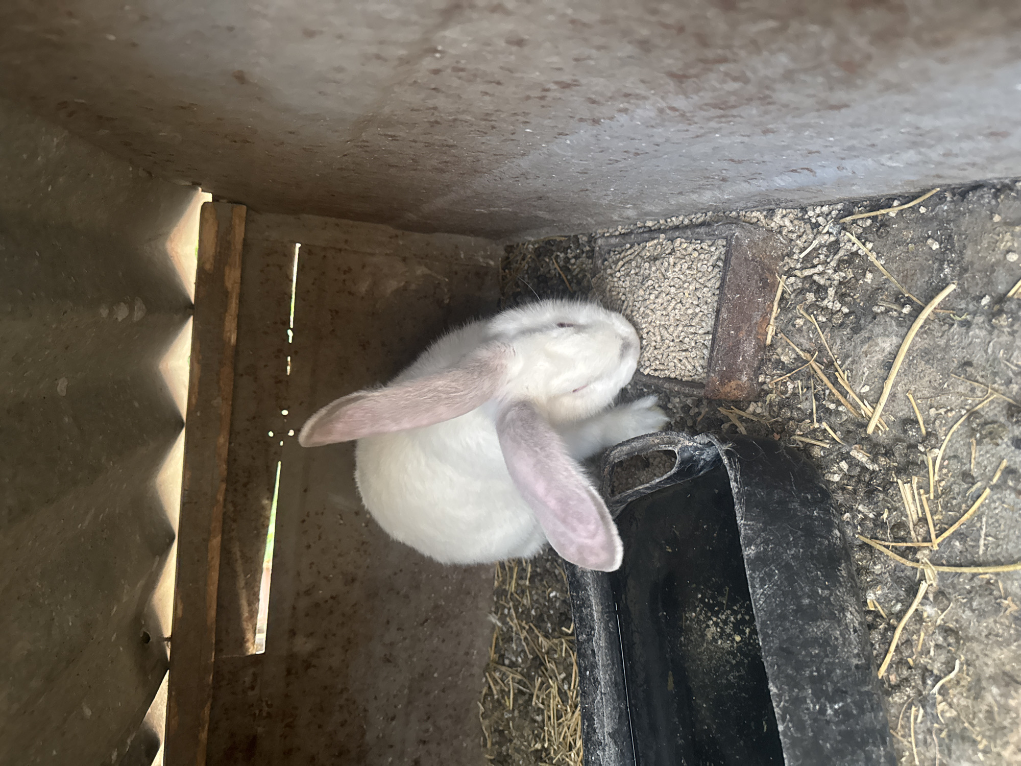 A white rabbit with drooping ears is huddled in a corner of a metal structure. The corner contains a black container, loose hay, small pellets, and what appears to be animal feces. The scene appears to be indoors within a rustic or agricultural setting. The photograph was taken in Sarnevo, Bulgaria.