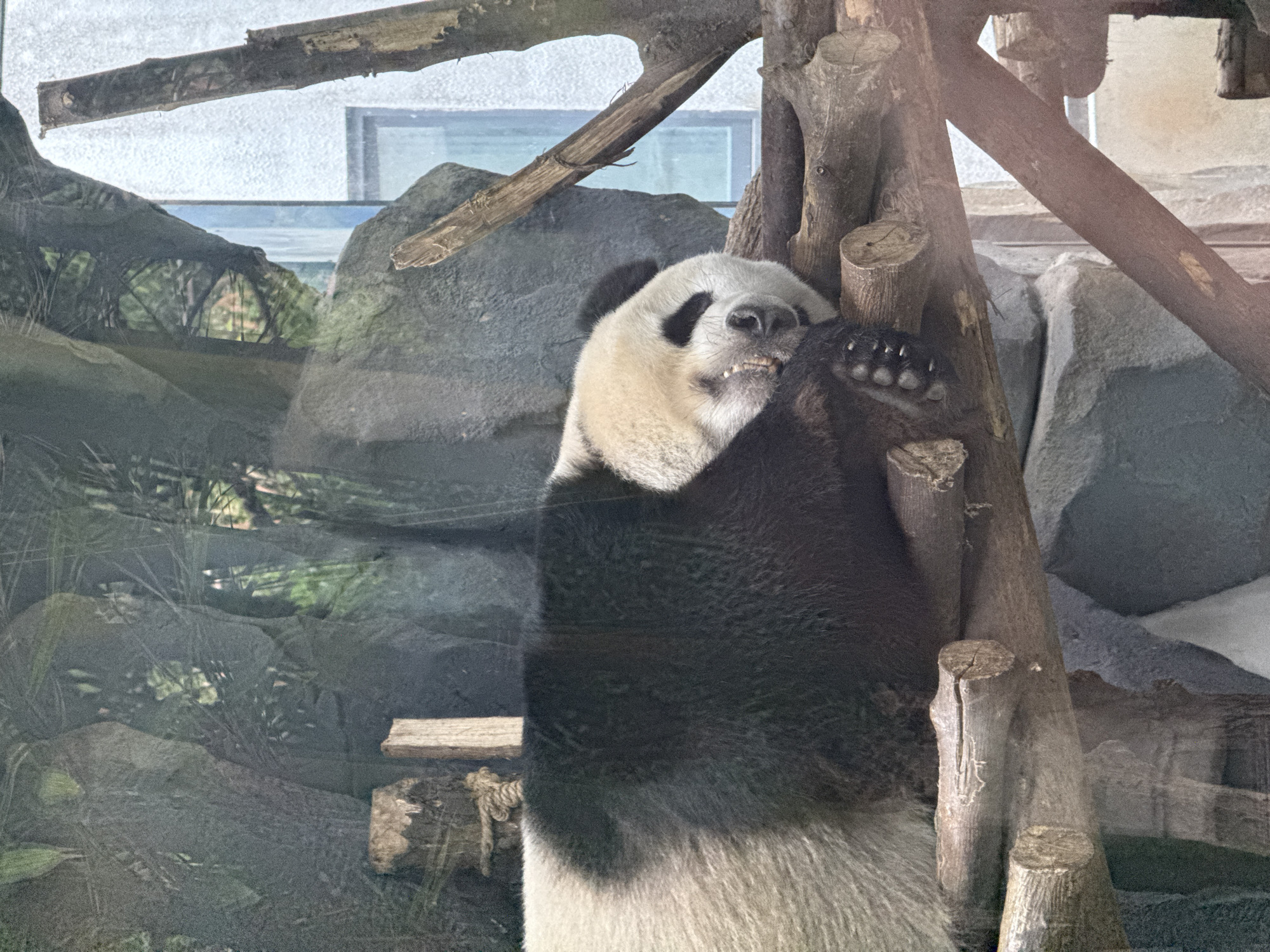 A panda stands near a wooden structure inside an enclosure, likely in a zoo or wildlife reserve. The panda is mainly black and white, with characteristic black patches around its eyes. The wooden structure appears to be constructed of several tree trunks or branches. The background shows a rocky enclosure, possibly mimicking a natural habitat. A reflective glass or plastic barrier separates the enclosure from the viewing area. This photo may have been taken at the Chengdu Panda Base (officially Chengdu Research Base of Giant Panda Breeding), located in Chenghua District, Chengdu, Sichuan, China, as this is a popular location to view pandas.