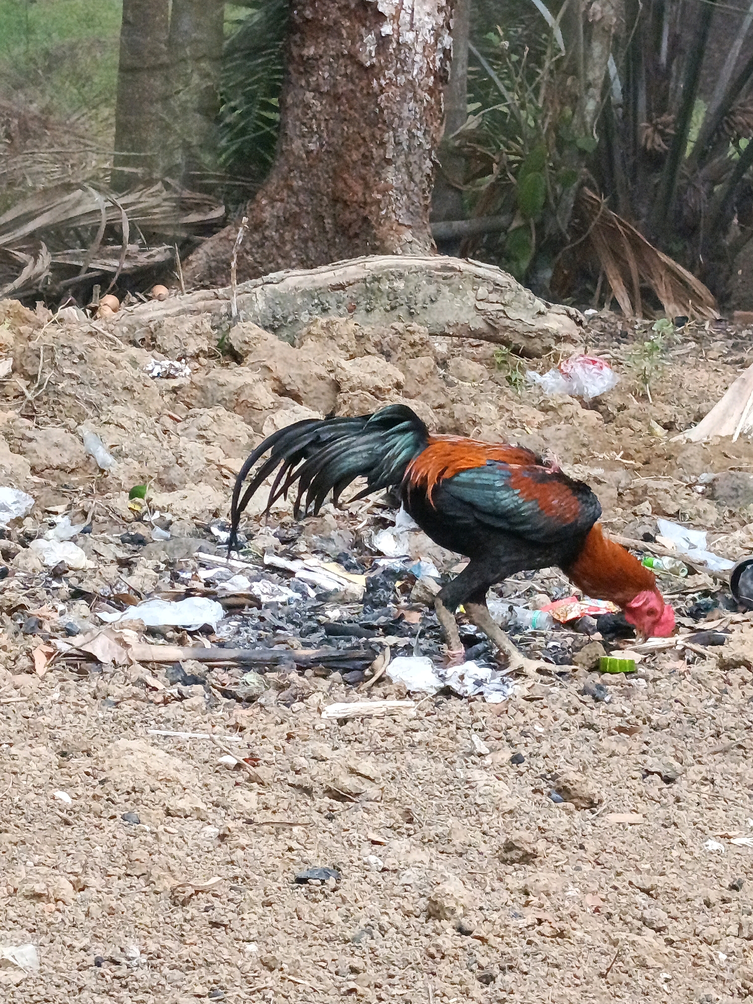 A single rooster is foraging in a debris-strewn area in the city of Megang Sakti I, Indonesia. The rooster has vibrant red and green plumage, with a black tail and neck. It is bent over, pecking at the ground. The environment is characterized by dry, sandy soil mixed with litter, including plastic bags, wrappers, and dried leaves. In the background, a large tree trunk with rough bark is visible, along with dense vegetation and palm fronds, suggesting a tropical or subtropical setting. The scene depicts a common sight in areas where waste management may be a challenge.