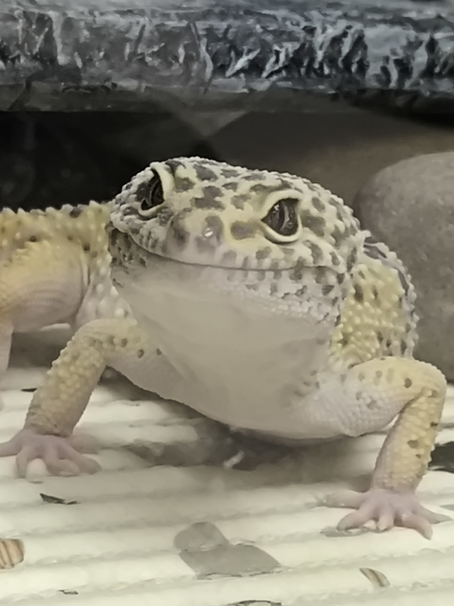 A close-up photograph depicts a leopard gecko (Eublepharis macularius) centrally positioned and facing forward. The gecko exhibits a pale yellow and white base coloration with distinct dark greyish-brown spots across its head and body. Its prominent, round black eyes with horizontal pupils are directed towards the viewer. A small, clear liquid droplet is visible on its snout, positioned between its eyes. Its five-toed, pale pink front feet are extended, resting on a light-colored, horizontally ridged substrate that covers the foreground. A section of a similar-colored gecko body, or possibly the main subject's tail, is visible to the immediate left. The background features a dark, roughly textured, greyish-black formation, consistent with an artificial rock or hide, in the upper frame, with a rounded light grey rock partially visible on the far right. Small, dark, irregular fragments are scattered on the substrate in the foreground. The scene is consistent with an indoor animal enclosure. The visual content of this image does not include any information to specify its location within the city of Chaikovsky, Russia.
