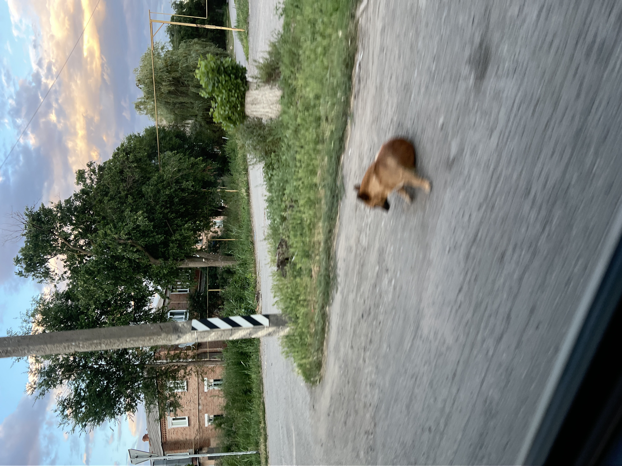 A medium shot captures a brown dog in motion on an asphalt road. The dog is blurred due to movement, but appears to be in mid-stride, with its body low to the ground. The scene is outdoors, with a paved road dominating the right side of the frame and a grassy verge to the left. Beyond the verge, trees and buildings are visible. The sky, partially obscured by trees, shows clouds with hints of sunset colors, suggesting it is late afternoon or early evening. A light pole with black and white diagonal stripes stands to the left of the road. The overall impression is a snapshot of a rural or semi-rural setting in Zimovniki, Russia, possibly taken from a moving vehicle given the blurriness and perspective.