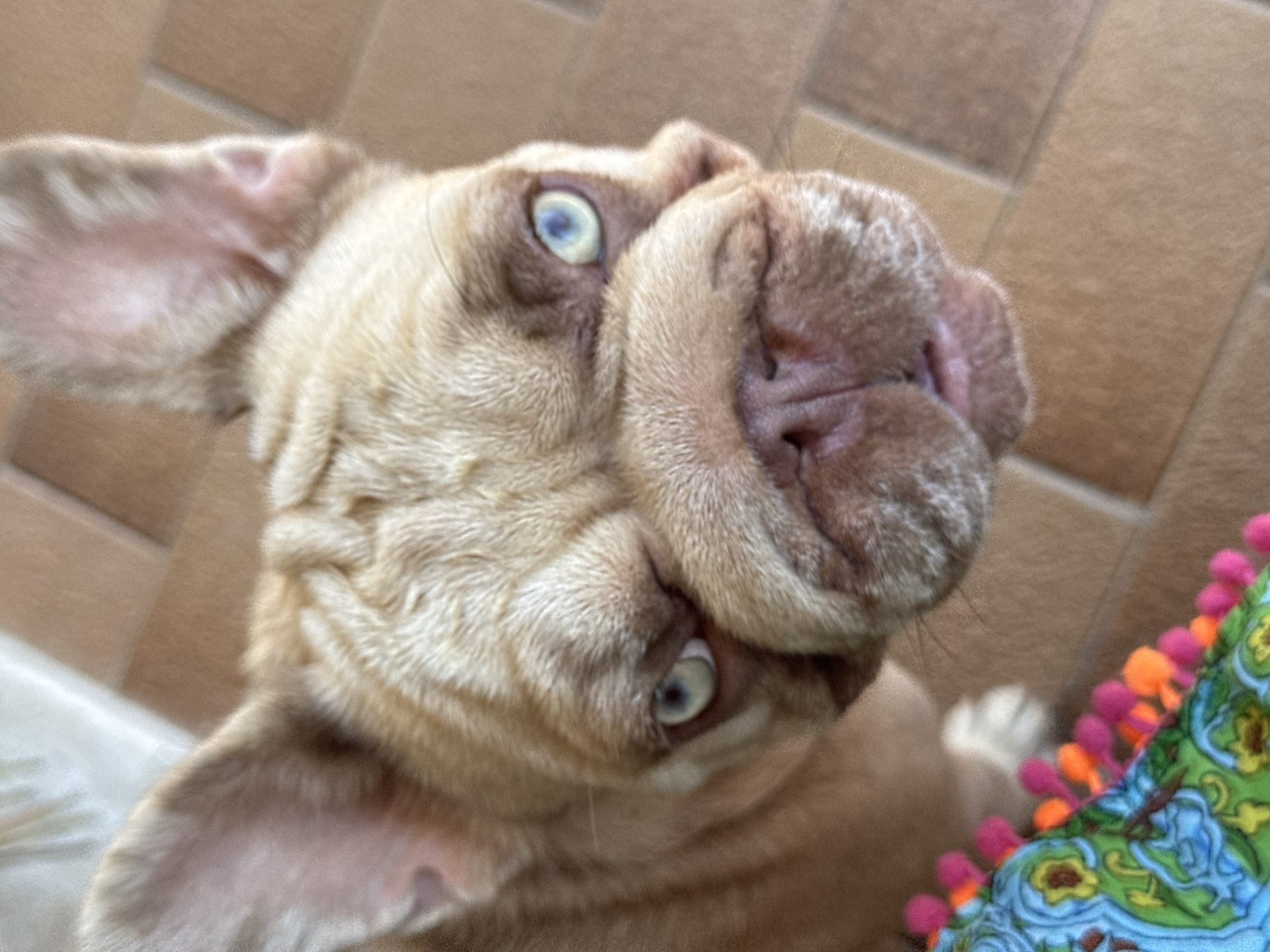 The image is a close-up, high-angle shot of a fawn-colored French Bulldog. The dog is looking directly at the camera with one eye partially closed, giving it a quizzical or playful expression. Its eyes are a striking blue-green color. The dog's face is wrinkled, and its snout is broad and smushed. To the lower left of the dog, a colorful, patterned object with pom-poms is visible, possibly a blanket or cushion. The background appears to be tiled flooring. The image was taken in San Benedetto del Tronto, Italy.