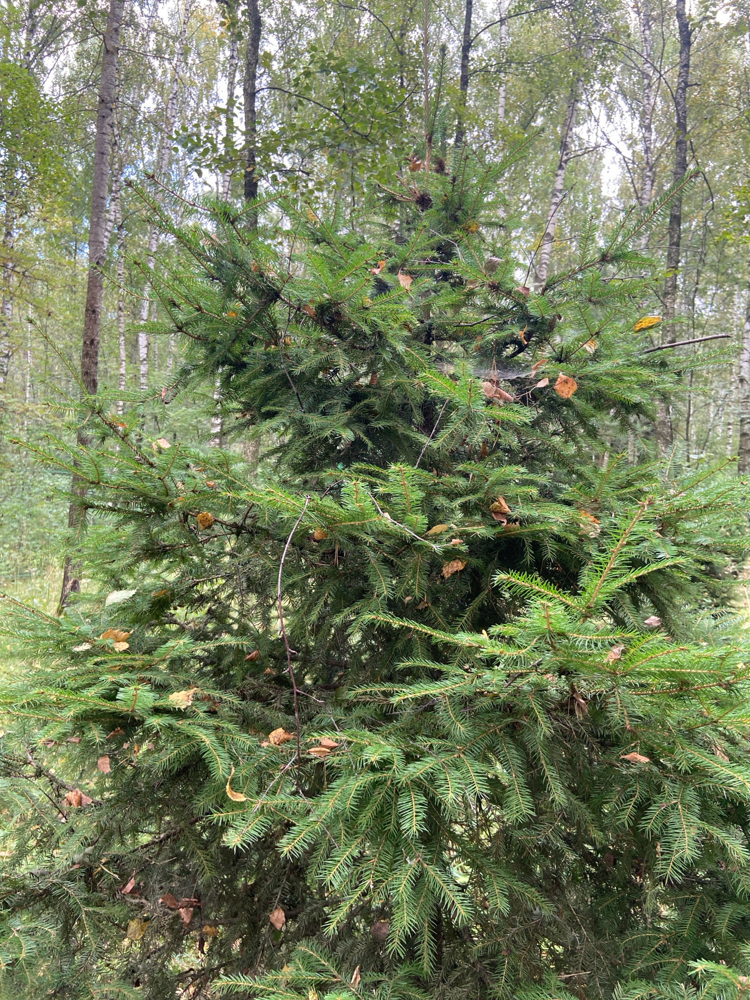 This is a medium shot, eye-level, vertical photograph of a spruce tree in a forest setting. The tree's branches, covered in green needles, fill most of the frame. Some dry, brown leaves are scattered among the needles. In the background, a dense forest of birch trees with white bark is visible, along with other trees with green foliage. The lighting suggests an overcast day. The scene appears to be in a natural environment, consistent with a forest. The image was taken in Зимородок Днп, Russia. There are no people or animals visible in the image.
