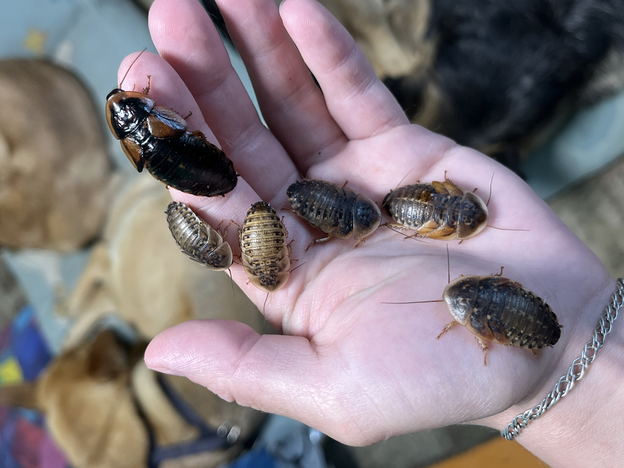 A pale, pink human hand holds six cockroaches. The cockroach at the top-left of the hand is large and mostly black. The other five cockroaches are smaller and brown. The human is wearing a silver bracelet. There are dogs blurred in the background. The image provides no information to determine its location.