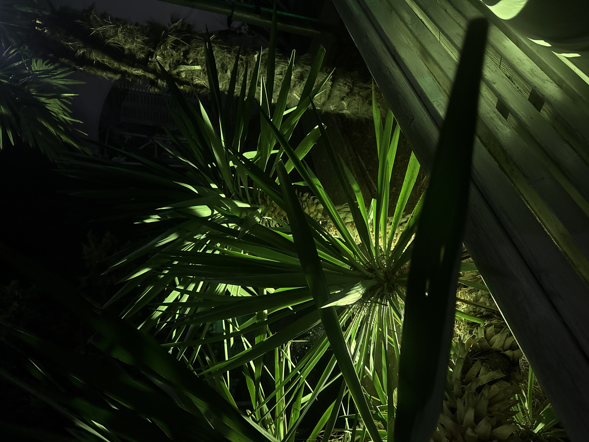 The image shows a close-up view of palm trees and other foliage illuminated by artificial green light at night. The scene appears to be outdoors, with wooden planks in the foreground casting shadows. A building with a visible structure is dimly visible in the background. The image is taken in the city of Yalta, Ukraine.