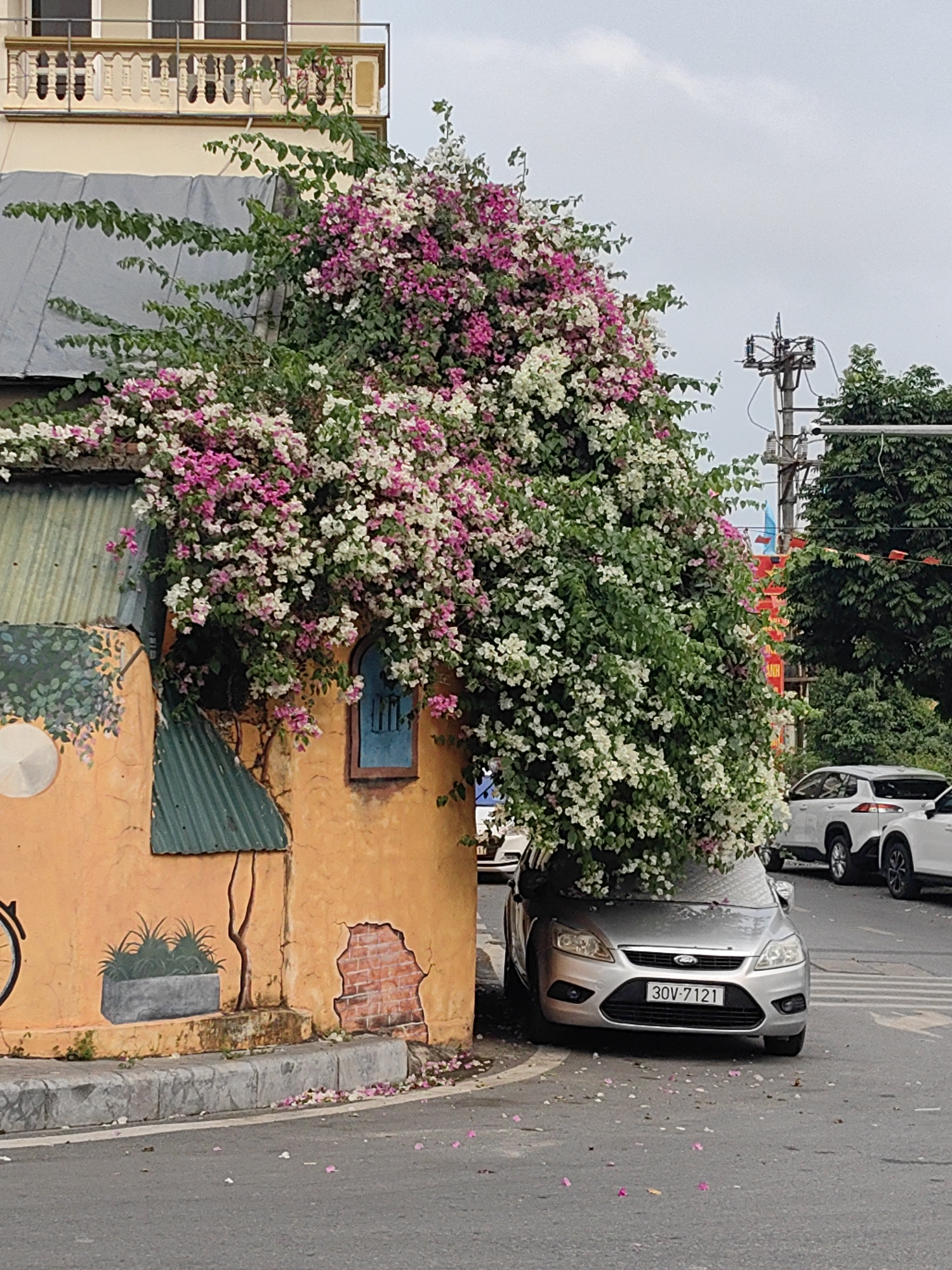 This image depicts a vibrant street corner in Hong Gai Ward, Vietnam, under an overcast sky during daytime. The primary subject is a low-rise, orange-painted building heavily adorned with lush bougainvillea vines bearing a profusion of pink and white flowers. The flowers cascade over the building's roof and facade, even partially enveloping the front of a silver Ford Focus car parked directly at the curb. The car's license plate, "30V-7121", is clearly visible.
The building features a corrugated metal roof and painted murals on its orange wall, including a blue-framed window, a partial bicycle wheel, a planter with greenery, and an exposed brick texture designed into the plasterwork. Scattered pink and white petals from the bougainvillea lie on the sidewalk and asphalt street around the building and car.
In the background, a street extends with other vehicles, including several white SUVs, indicating an urban setting. A utility pole with electrical lines stands against the cloudy sky on the right. Above the flower-covered building, a section of a taller structure with a beige facade and an ornate yellow balcony railing is visible. No people are seen in the frame. The overall scene conveys a sense of natural beauty intertwined with urban life, with the vibrant bougainvillea dominating the visual landscape.