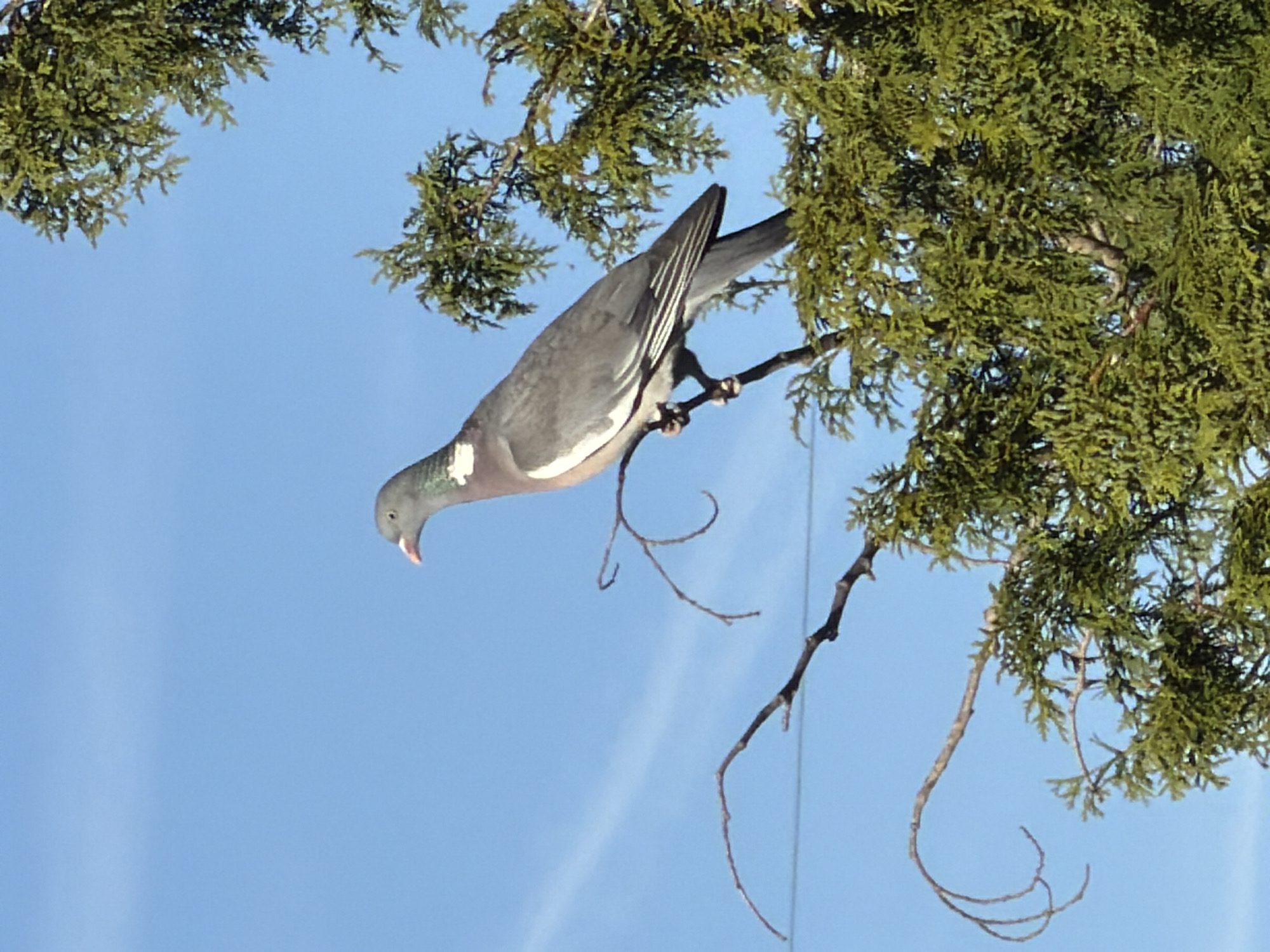 A low-angle shot of a wood pigeon perched on a branch. The branch is part of a tree with dense, green foliage at the top right. The background is a blue sky with faint white clouds. The pigeon is grey with a white patch on its neck. It is clinging to the branch with its feet. The location is unknown and is not necessarily in Esch-sur-Alzette, Luxembourg.