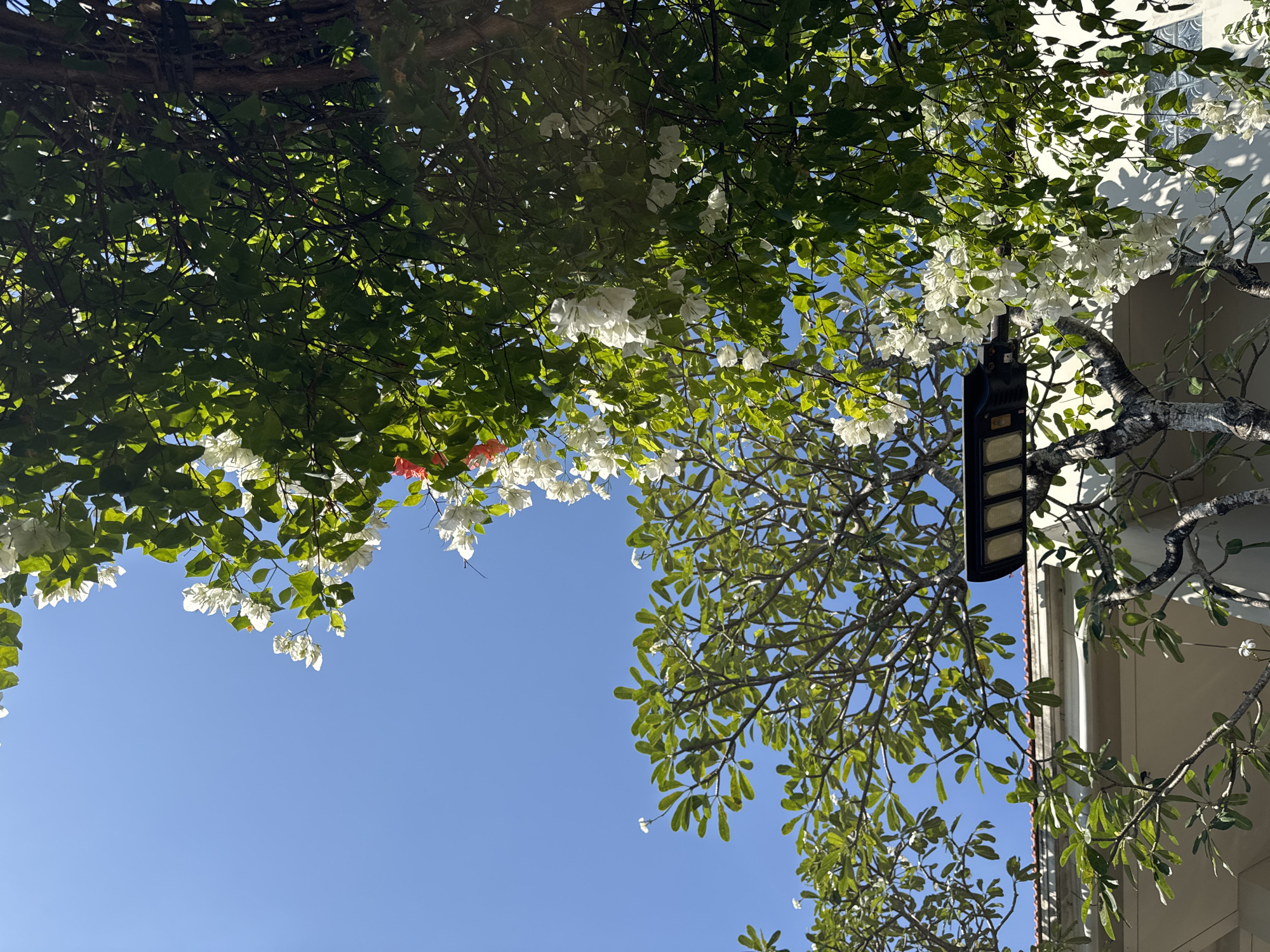 A low-angle shot captures a clear, bright blue sky overhead. Lush green foliage with clusters of delicate white flowers, and a few vibrant red ones, dominate the upper right portion of the frame, casting dappled shadows. In the middle ground, a modern, black LED street light is mounted on a tree branch, extending towards the left. Below this, a portion of a building with cream-colored walls and white trim is visible. The building has a tiled roofline and a window with a frosted glass pattern. The scene appears to be an outdoor setting in Denpasar, Indonesia, likely a public space or residential area, with the natural beauty of the trees and flowers juxtaposed with urban infrastructure. No people are present in the image.