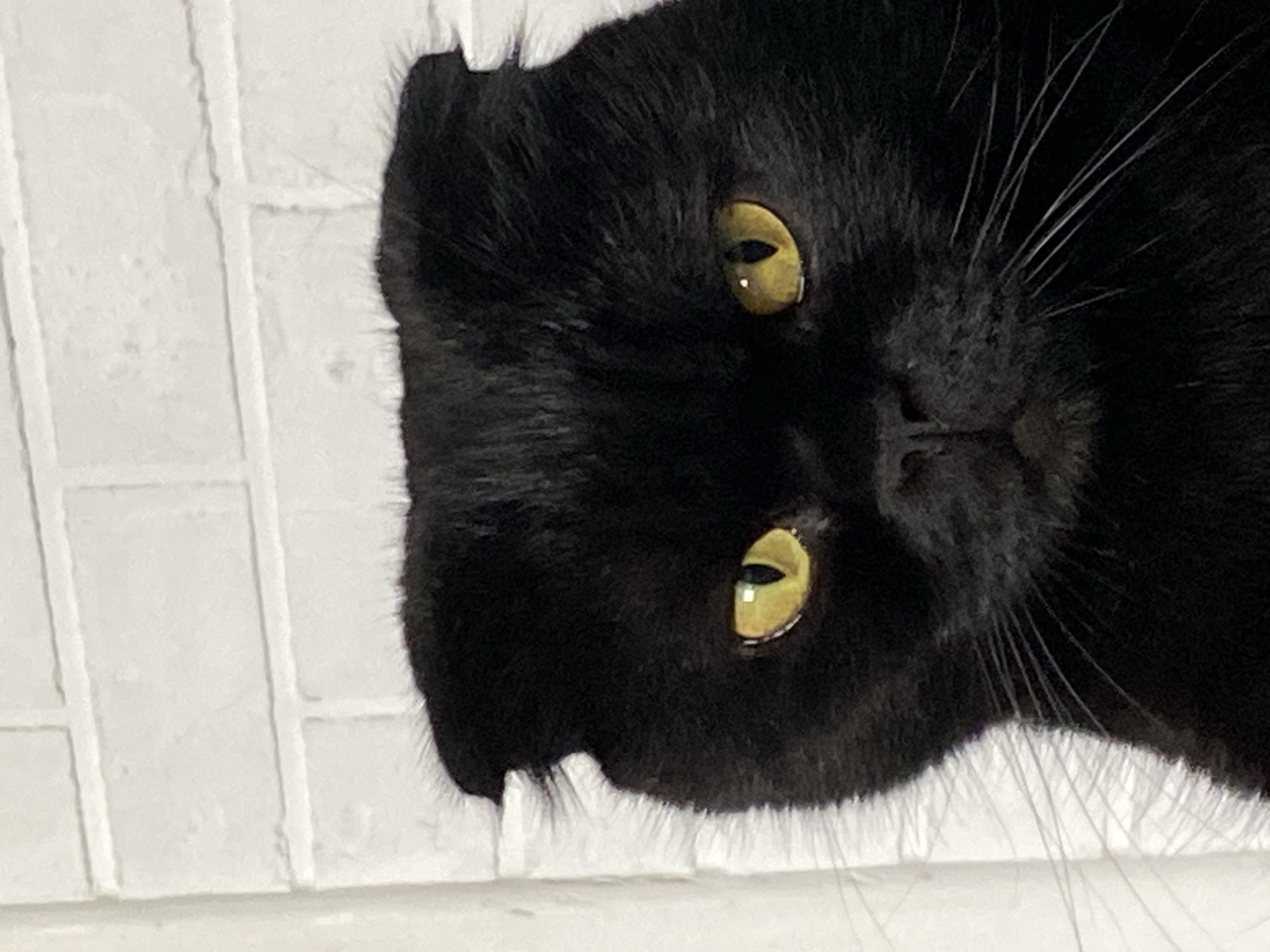 A close-up, eye-level shot shows the face of a black cat with folded ears. The cat's eyes are bright yellow with vertical pupils. The cat's fur appears soft and dense, and its whiskers are long and white. The background is a white brick wall, with the bricks clearly visible and the grout lines forming a grid pattern. The lighting is bright, illuminating the cat's face and the texture of the wall. The image is focused on the cat's face, with the background slightly blurred. The cat appears to be looking directly at the camera.