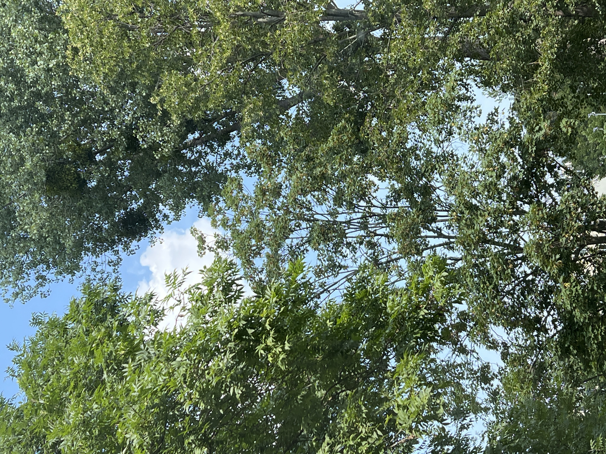 A low-angle medium shot captures a canopy of lush green trees set against a bright blue sky with scattered white clouds. The foliage is dense, with individual leaves and branches clearly visible, creating a textured, organic pattern. The trees dominate the frame, with their branches extending inward from the top and sides, framing the sky in the center. Sunlight filters through the leaves, creating highlights and shadows. No people, structures, or other objects are identifiable within the scene. The image appears to be taken outdoors in a natural setting, possibly a park or a wooded area within the city of Warsaw, Poland, given the context of the prompt.