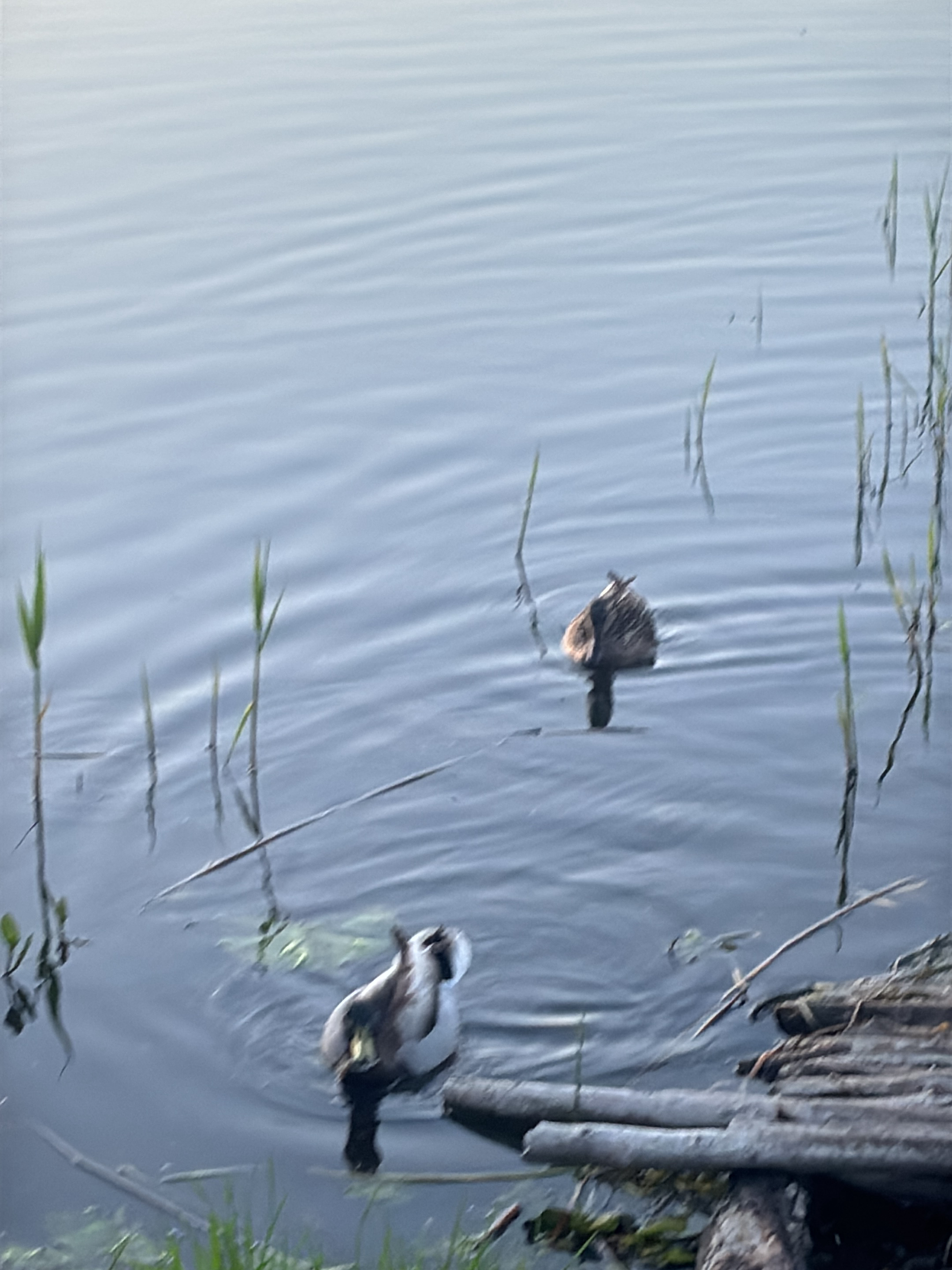 The image shows two ducks in a body of water, possibly a pond or lake, in Pisochyn, Ukraine. One duck is diving, with only its rear end and tail feathers visible above the water. The other duck is near the surface, with its head and part of its body visible. There are reeds and vegetation growing along the water's edge, and a stack of logs or lumber are also visible. The water is calm with faint ripples.