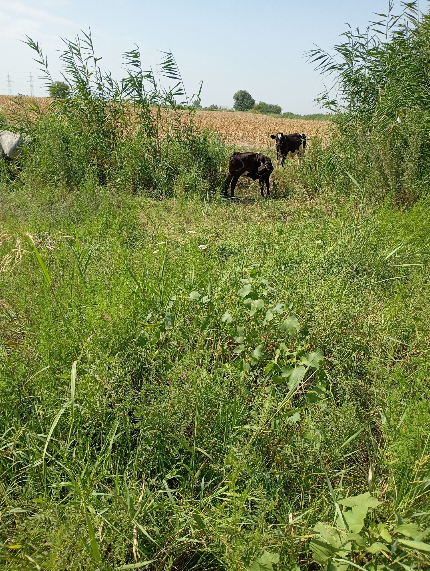 The image depicts a rural landscape with two black and white calves grazing in a grassy field. Tall reeds and other vegetation surround the calves, with a field of harvested crops, likely wheat or corn, in the background. Two electricity pylons are visible in the distance on the left. The sky is clear and blue. The scene appears to be a natural or agricultural setting, possibly on the outskirts of Mirzo Ulugbek, Uzbekistan.