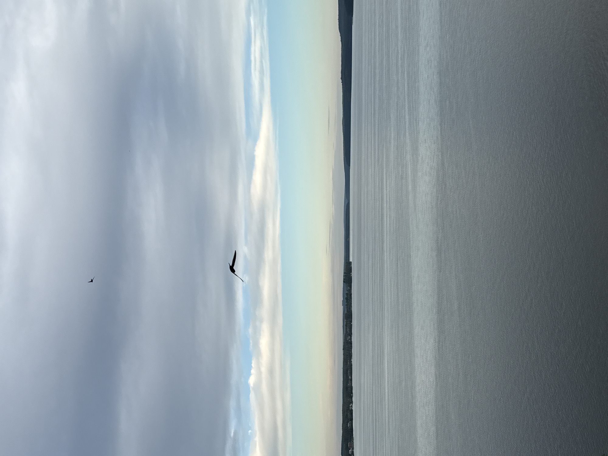 The image depicts a wide expanse of a calm body of water, likely the Votkinsk Reservoir, given the context of Votkinsk, Russia. The water surface is mostly dark gray with subtle horizontal ripples reflecting the overcast sky. In the distance, a dark, tree-lined shoreline is visible, with a scattering of buildings suggesting a settlement. Above the horizon, the sky is a mix of dark gray clouds and lighter blue patches, indicating diffused daylight. Two dark silhouettes of birds are in flight against the sky; one is further away and smaller, while another is closer and larger, captured in mid-wingbeat, with its wings spread wide. The overall impression is one of serene, natural beauty with a touch of wildness represented by the soaring birds.
