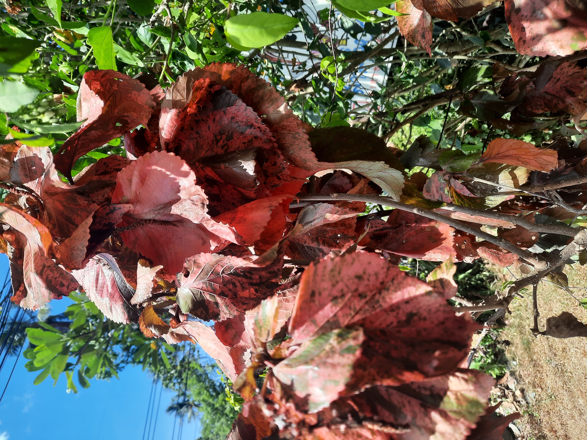 The image shows a close-up view of a plant with red and pink mottled leaves. The plant is outdoors in Baan Lipa Noi, Thailand, with glimpses of green foliage and blue sky in the background. The leaves appear to be slightly wilted or aging. Brown branches are intertwined with the leaves. The overall impression is of a natural setting with the plant as the central subject.