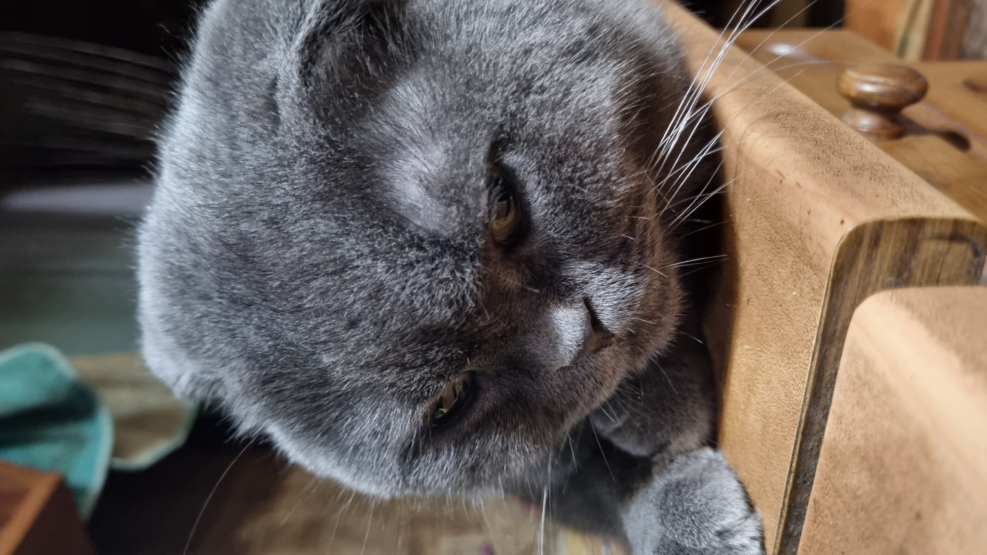 A close-up, head-on shot shows a grey Scottish Fold cat with folded ears, resting its head on a wooden surface. The cat's eyes are partially closed and appear a pale green. Its whiskers are prominent against its grey fur. The background is blurred, with hints of fabric and other objects. The scene appears to be indoors. The location in Vysokoe, Russia is not discernible from the image.