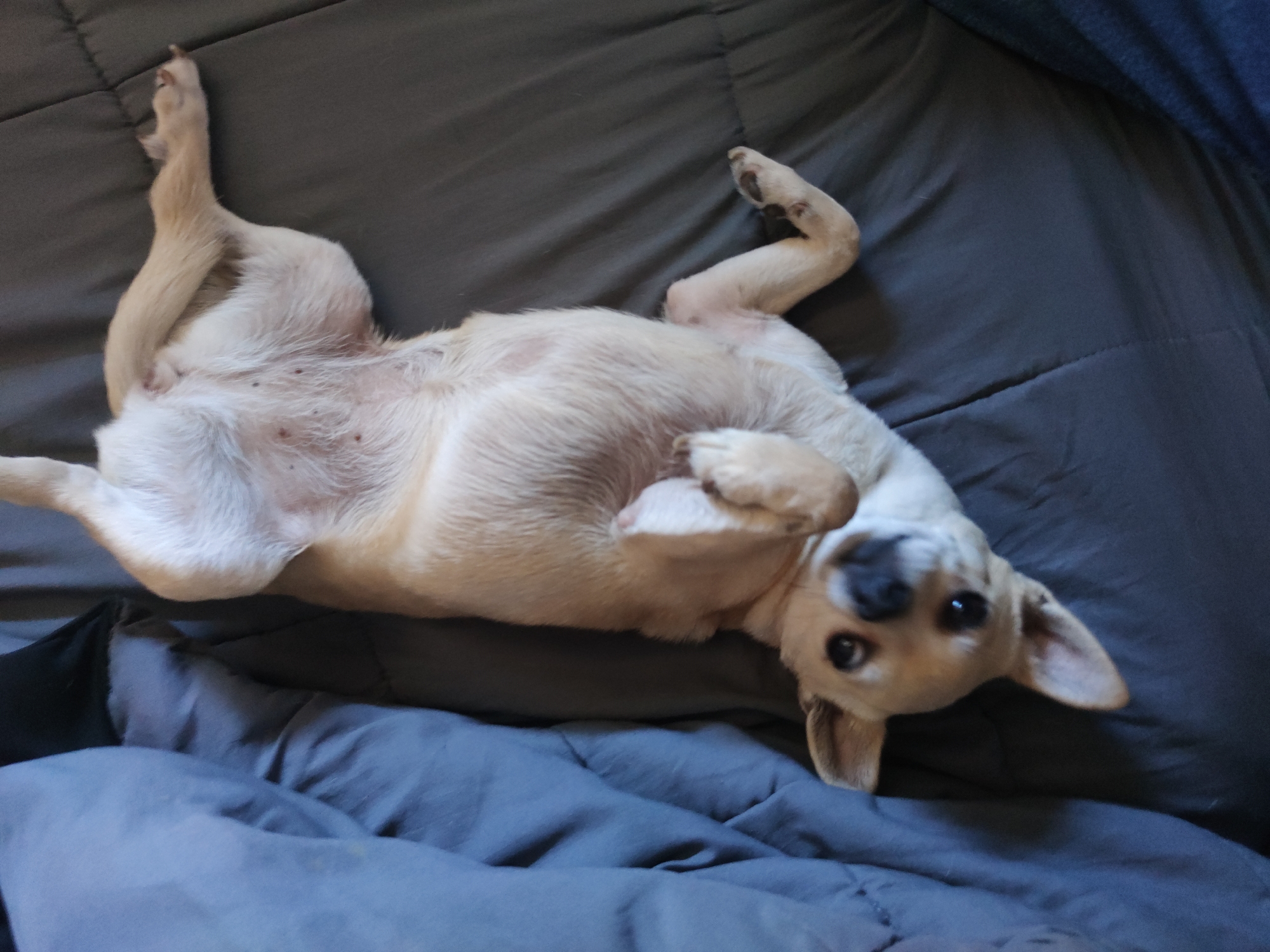 A tan Chihuahua dog lies on its back on a gray bed. The dog's belly is facing the camera, and its legs are extended. The dog's head is tilted to the side, and it is looking at the camera with its eyes open. The bed has a quilted pattern. A portion of a blue blanket is visible in the upper right corner, and a black object is in the lower left corner. The location is Unknown, Unknown.