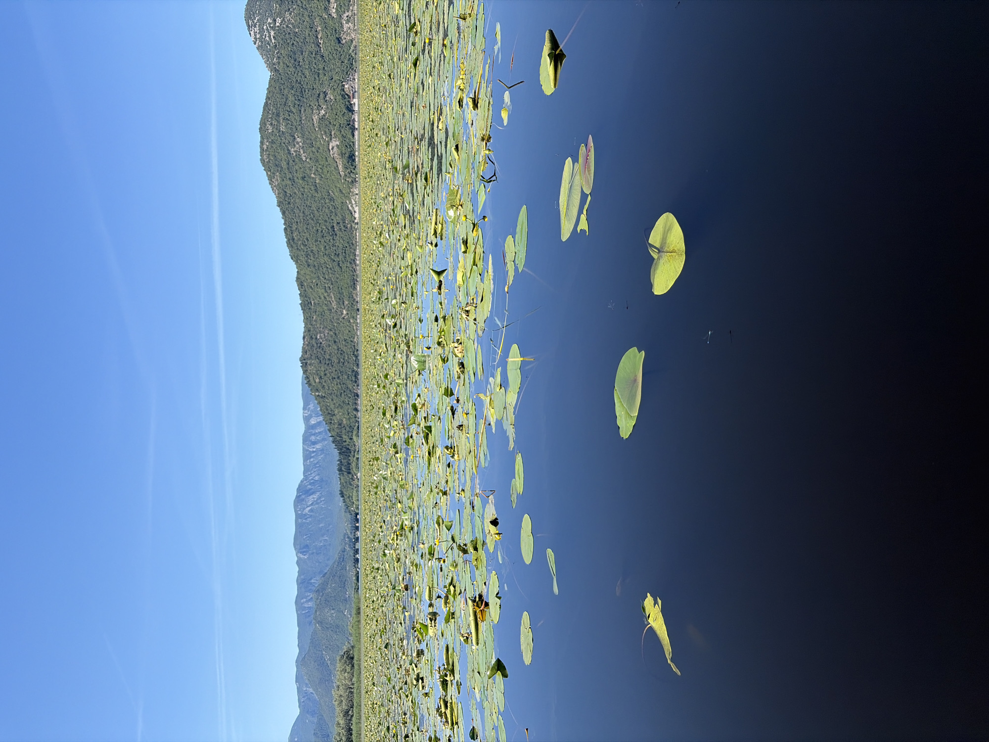 This vertical photographic image captures a vast natural landscape in Vranjina, Montenegro, featuring a lake densely covered with aquatic vegetation, bordered by mountains, under a clear sky. The bottom third of the image shows dark, deep blue water with several scattered, distinct green and yellowish-green lily pads floating on the surface. Small, dark, indistinct shapes, possibly insects or tiny fish, are subtly visible on or just beneath the water's surface in the immediate foreground. The midground transitions into an extensive, continuous expanse of lighter green lily pads, many interspersed with small, blooming yellow water lilies, stretching across the water's surface towards the horizon. Beyond this dense field of aquatic plants, a range of verdant, tree-covered mountains with some visible rocky faces extends horizontally across the background. In the far distance, a paler, more distant mountain range is discernible, along with a structure resembling a bridge or causeway and faint outlines of buildings near the base of the closer mountains. The sky, occupying the upper third of the image, is a uniform, clear, and bright blue, with minimal, faint, wispy cloud formations or contrails visible. No human subjects, animals (other than potential insects/fish), or explicit human activity are depicted.