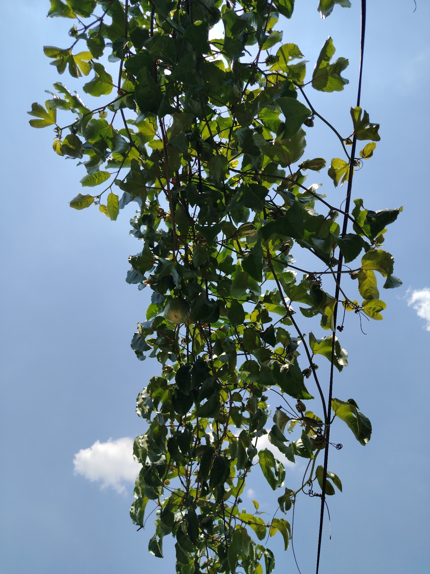 The image displays an upward-facing view of dense, vibrant green foliage from a climbing vine, identified as Passiflora (passion fruit), set against a clear blue sky in Tinaquillo, Venezuela. Numerous irregularly shaped leaves with visible venation comprise the bulk of the foreground, some exhibiting minor surface variations or light damage. A single, spherical to ovoid, light green passion fruit with a textured surface is suspended among the leaves, positioned towards the lower-central area of the main foliage mass. The background consists of a bright azure sky, containing two distinct white cumulus clouds: one in the lower-left quadrant and another less defined cloud in the upper-right. Thin, dark linear elements, consistent with either support wires or robust vine tendrils, are interwoven within the foliage, particularly noticeable on the right side of the frame. The scene is illuminated by strong sunlight, causing backlighting effects that highlight the edges of the leaves and cast shadows on their undersides. No human or animal subjects are present, and no discernible actions or interactions are depicted.