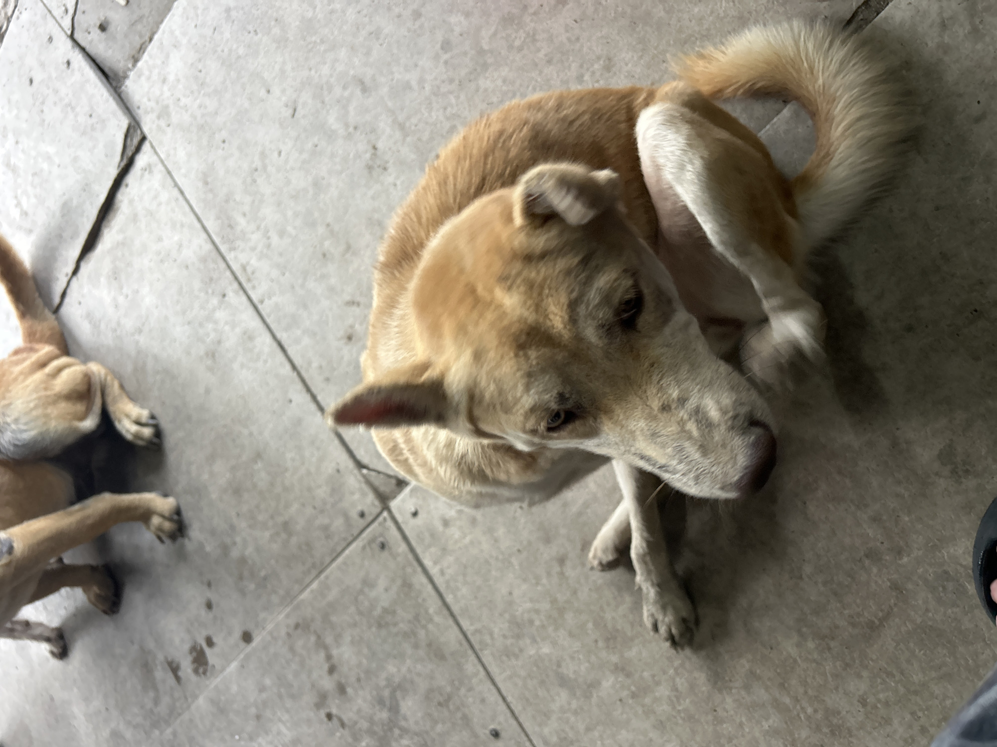 A light brown dog is lying on a tiled floor, with its head turned towards its body, and its paw raised. In the background, another dog is partially visible, with its legs on the same tiled surface. The scene appears to be outdoors, with the light suggesting it is daytime. The environment is urban, and the presence of dogs implies a residential or public area in Thanh My, Vietnam. The dog in the foreground is in a relaxed but alert posture, indicating it may be resting or grooming itself. The tiled floor is slightly worn, suggesting it is a well-used area.