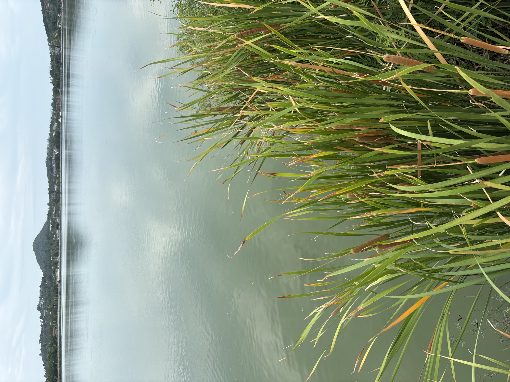 The image depicts a still lake in Baan Chaweng, Thailand, lined on one side with a dense growth of cattails. The water surface is smooth, reflecting the sky and distant shoreline with buildings nestled against a mountain. The cattails, with their characteristic brown seed heads, partially obscure the water's edge.