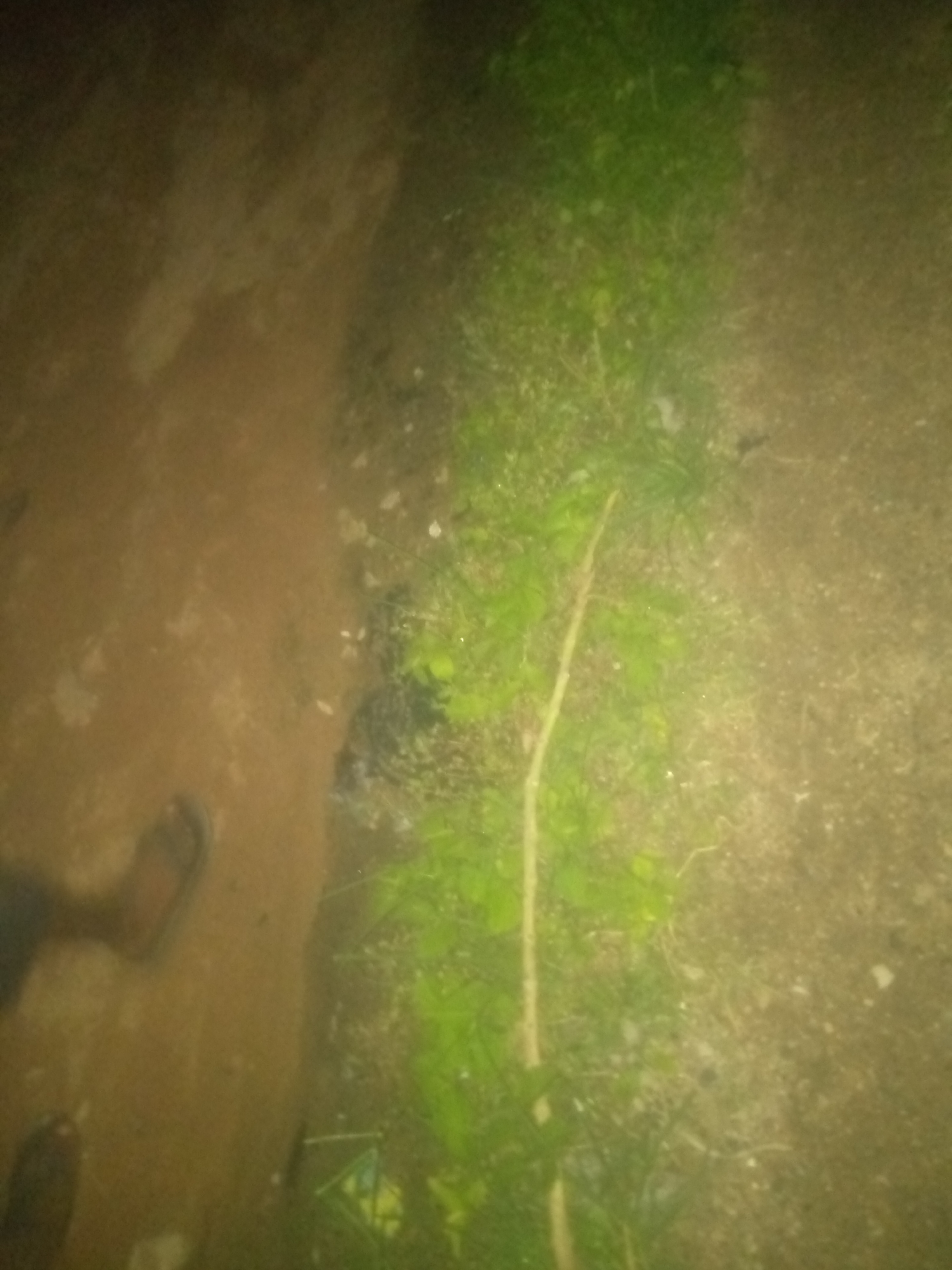 The image shows a close-up, overhead view of a path. The left side of the path is a light brown, earthy surface, with a dark shoe visible on a foot that is partially in the frame. The right side of the path is covered in green vegetation, including a thin, light-colored stick or stem running vertically through the center of the frame. The ground appears to be rough and uneven. The lighting is dim and appears to be artificial.