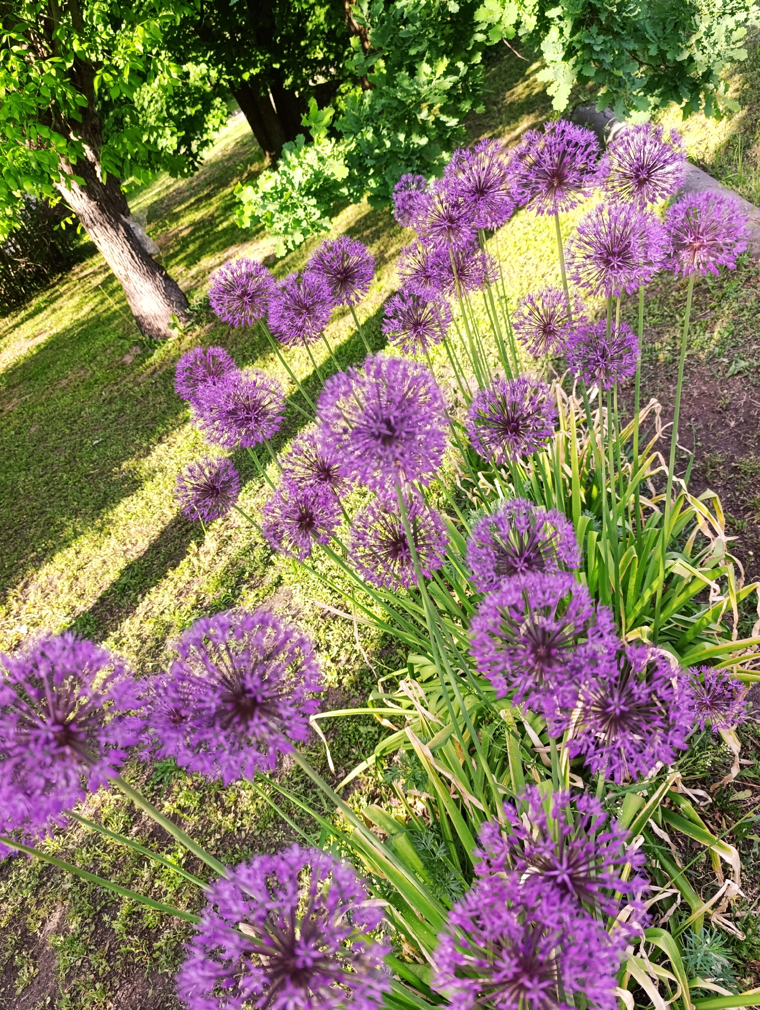 The image shows a cluster of purple allium flowers in a garden or park setting. The flowers are the main subject, with spherical heads composed of numerous small florets. They stand tall on green stems amidst a bed of green foliage. In the background, there is a grassy lawn with shadows cast by trees, suggesting a sunny day. The location is unspecified.