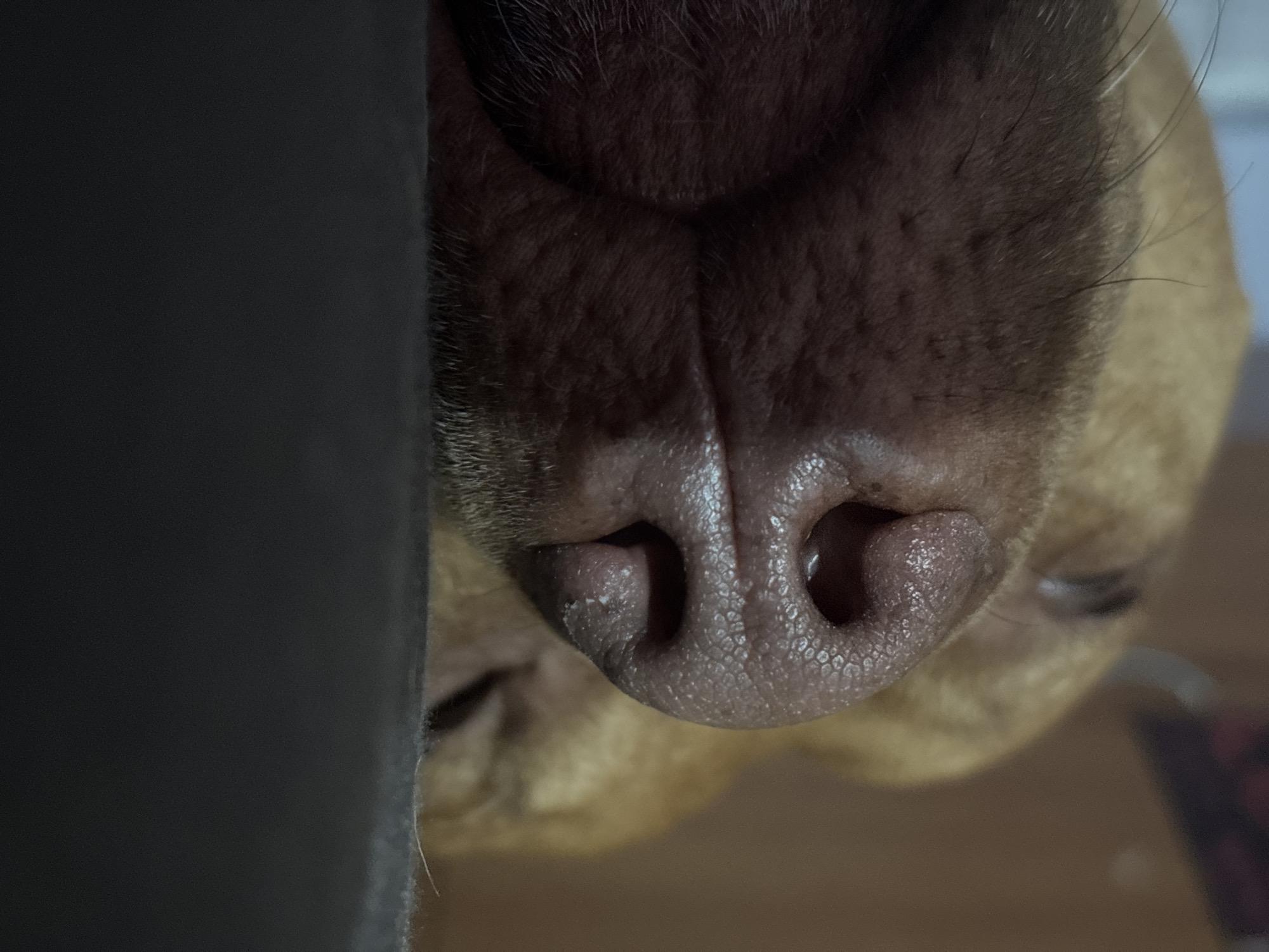 A close-up, slightly rotated, view captures the snout of a tan-colored dog. The nose is prominent, featuring two nostrils and textured skin. Part of the dog's closed eye is visible. The image also includes a portion of what appears to be a dark, solid-colored object on the left. The photograph is taken indoors, with a slightly blurred background. Location cannot be inferred from the image.