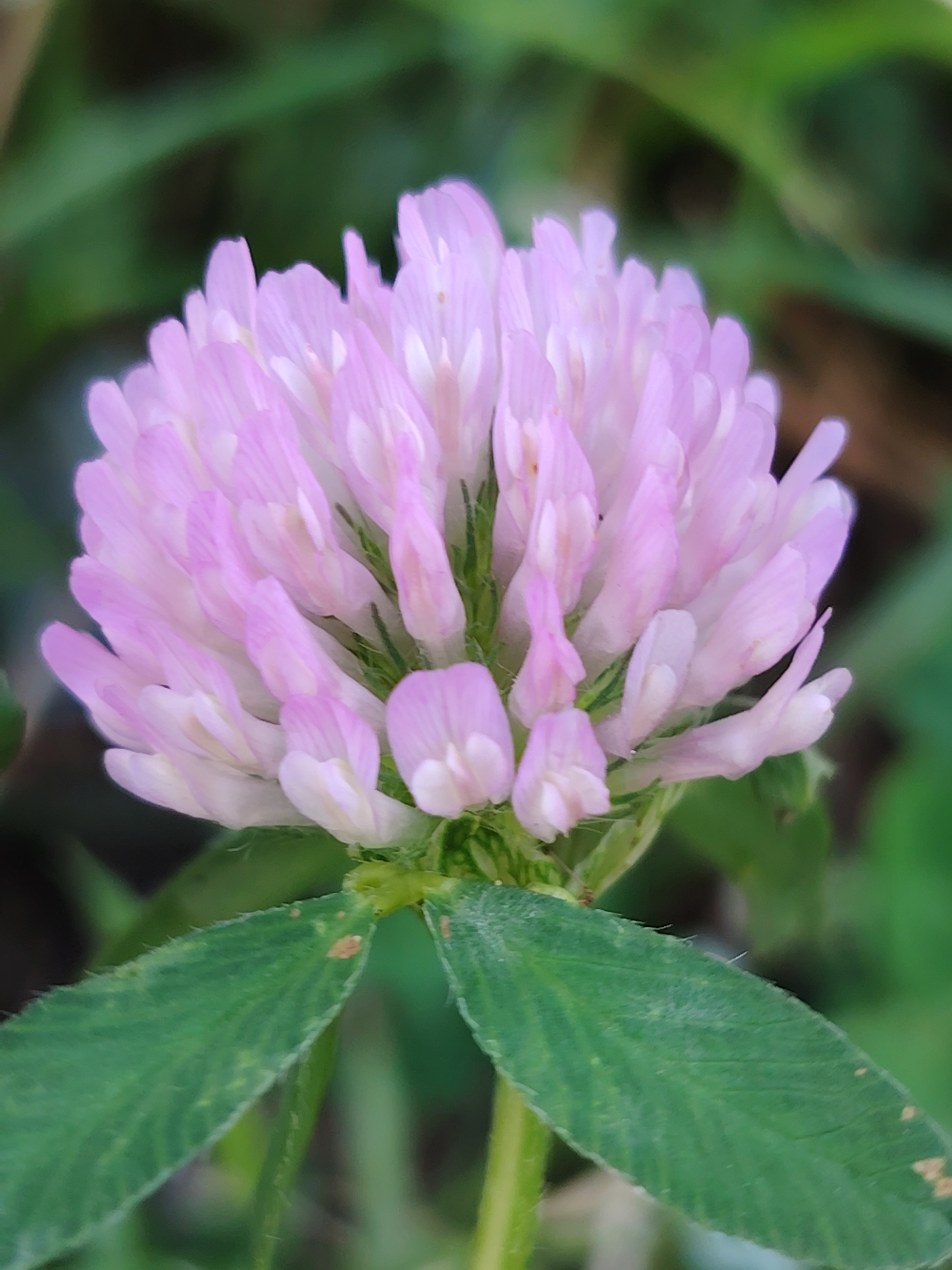A close-up, macro photograph focuses on a single pink clover flower head, its numerous small petals creating a dense, spherical bloom. The flower is positioned centrally in the frame, with its vibrant pink color slightly muted by soft lighting. Two green clover leaves, serrated along their edges, extend from the bottom of the stem, partially framing the flower. The background is a blur of green foliage, suggesting a natural outdoor setting. There are no people or man-made structures visible in the image. The scene depicts a common wildflower in its natural habitat.