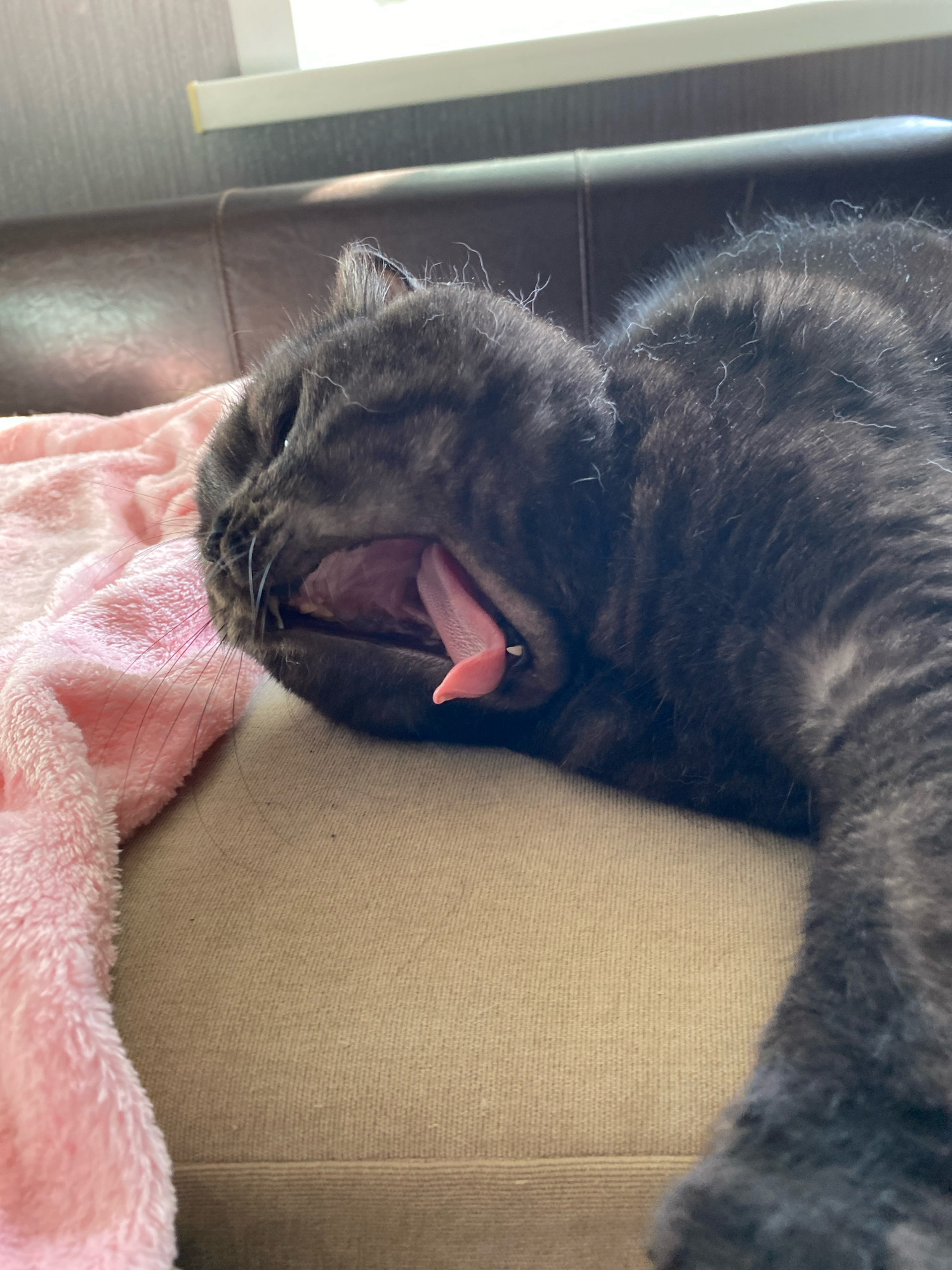 A close-up shot shows a grey, tabby cat yawning widely while lying on a sofa. The cat's mouth is open, revealing its pink tongue and a small canine tooth. A pink, fuzzy blanket is draped over the left side of the sofa. The background features a dark brown leather couch and a window with blinds. The scene appears to be indoors, in a domestic setting. No specific location in Zhlobin, Belarus can be determined from the image.