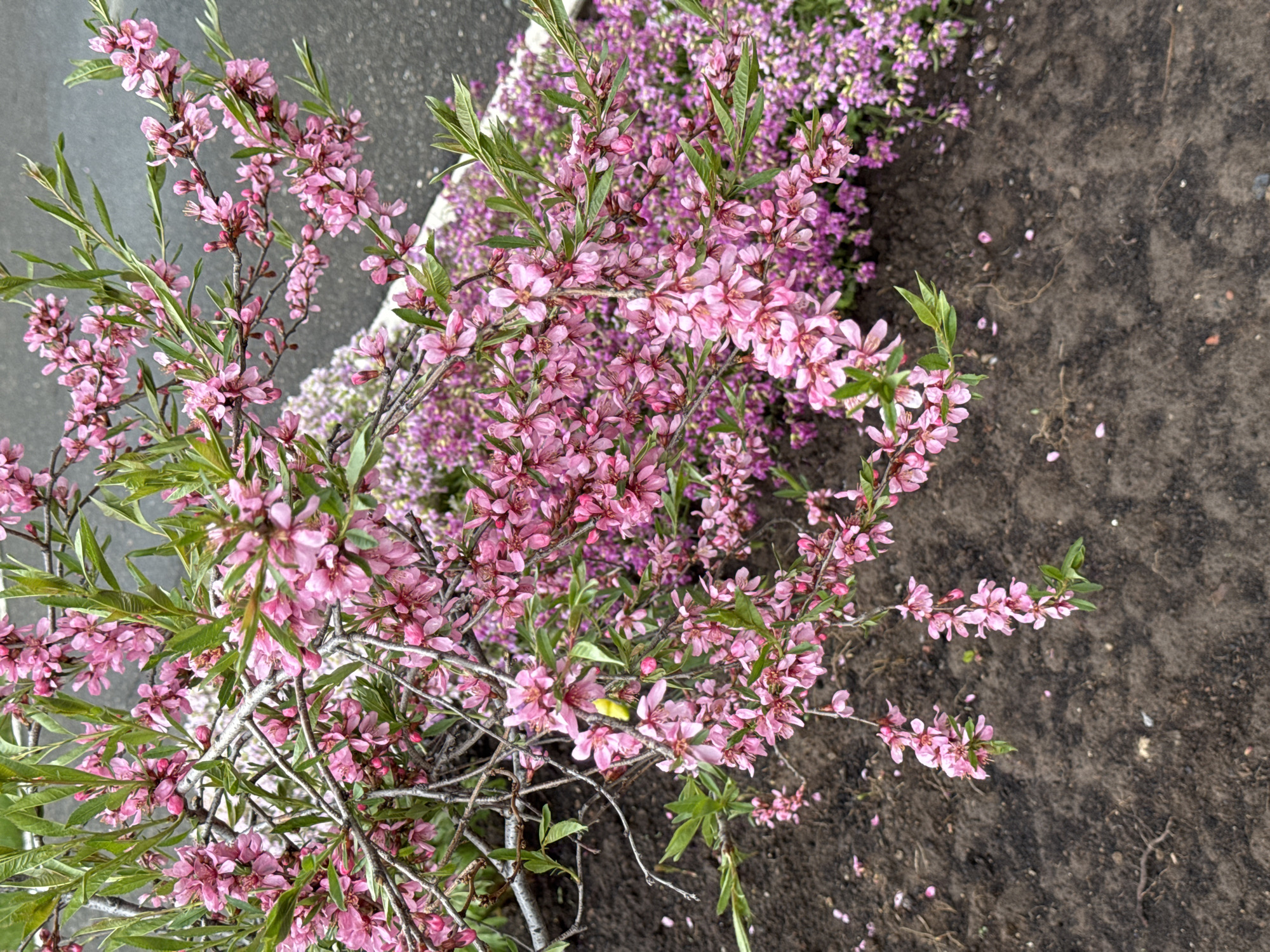 A high-angle shot shows a flowering shrub, likely a dwarf almond bush (Prunus tenella), situated in Izhevsk, Russia. The bush has numerous pink flowers and small, lanceolate green leaves, growing from thin, gray branches. It is positioned next to a patch of dark soil, with scattered fallen petals on the soil surface. The background includes additional flowering plants, appearing as a mass of purple blooms. A narrow strip of gray asphalt or concrete borders the plants. No people are visible.
