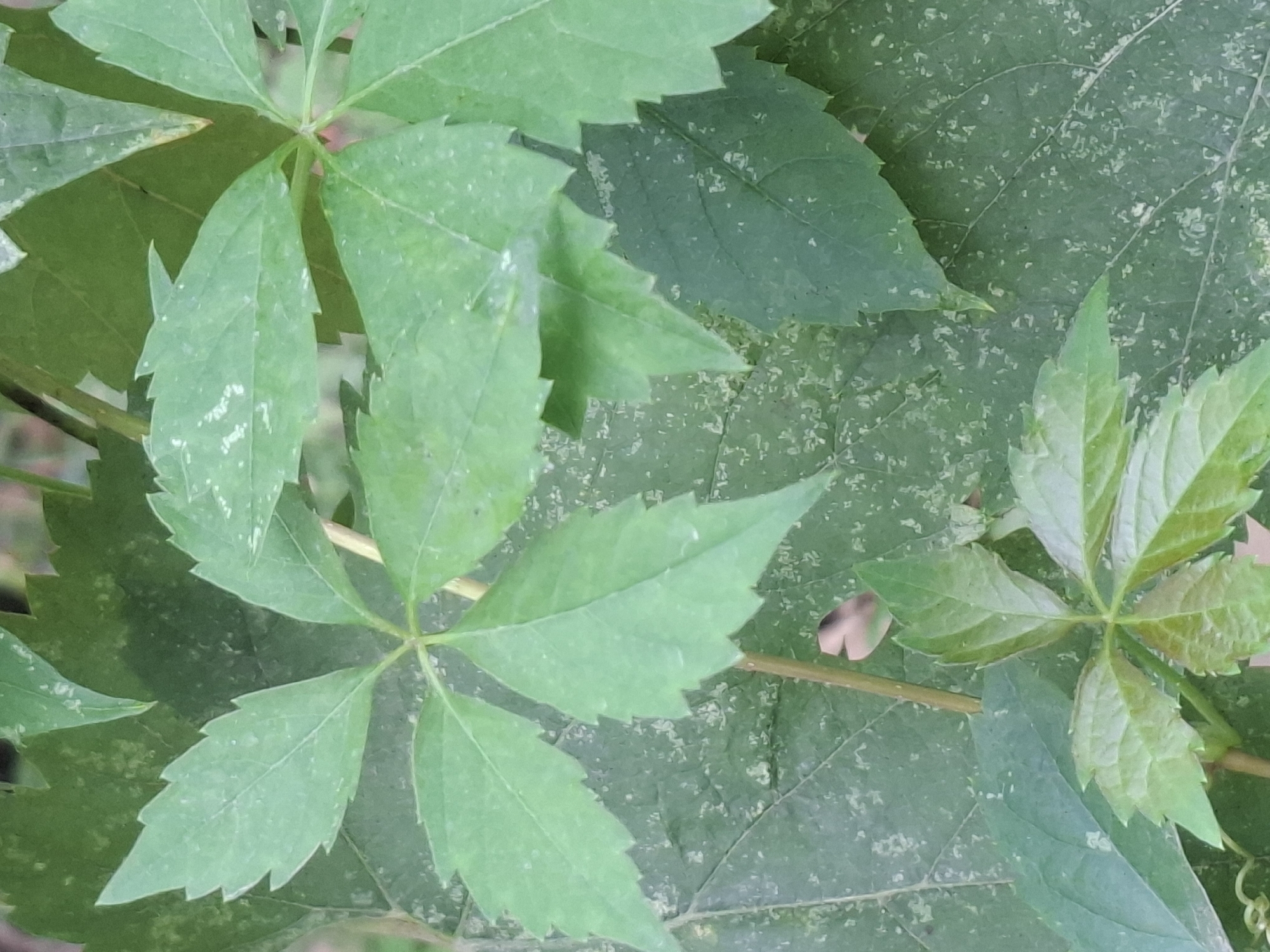 The image is a close-up, downward-facing shot of green leaves, likely taken outdoors in Almaty, Kazakhstan. The leaves are a vibrant green, with some exhibiting a mottled or speckled texture. The overall impression is of a dense foliage, possibly a vine or a bush. The lighting suggests it might be daytime, with diffused light indicating it could be overcast or shaded. There are no people, man-made objects, or specific landmarks visible that would pinpoint a precise location within Almaty. The focus is entirely on the natural elements of the leaves.
