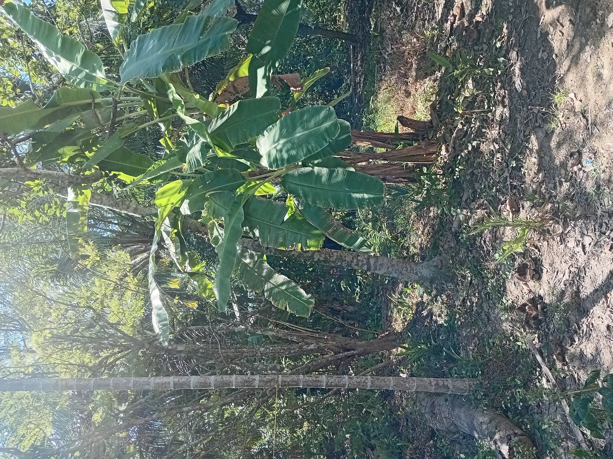 The image depicts a lush, overgrown natural environment, likely a backyard or garden area, in Aluebuya, Indonesia. A large banana plant with broad, green leaves dominates the foreground, its trunk appearing fibrous and brown. To the left of the banana plant, a tall, slender tree trunk with a segmented texture stands vertically. Further into the background, dense foliage and trees create a shaded, almost jungle-like atmosphere, with sunlight filtering through the leaves in places. The ground is covered with dry leaves, twigs, and some scattered green shoots. A large, weathered log lies on the ground to the left, partially obscured by vegetation. There are no people or animals visible in the scene. The overall impression is one of a vibrant, natural setting, with the banana plant serving as a central focal point.